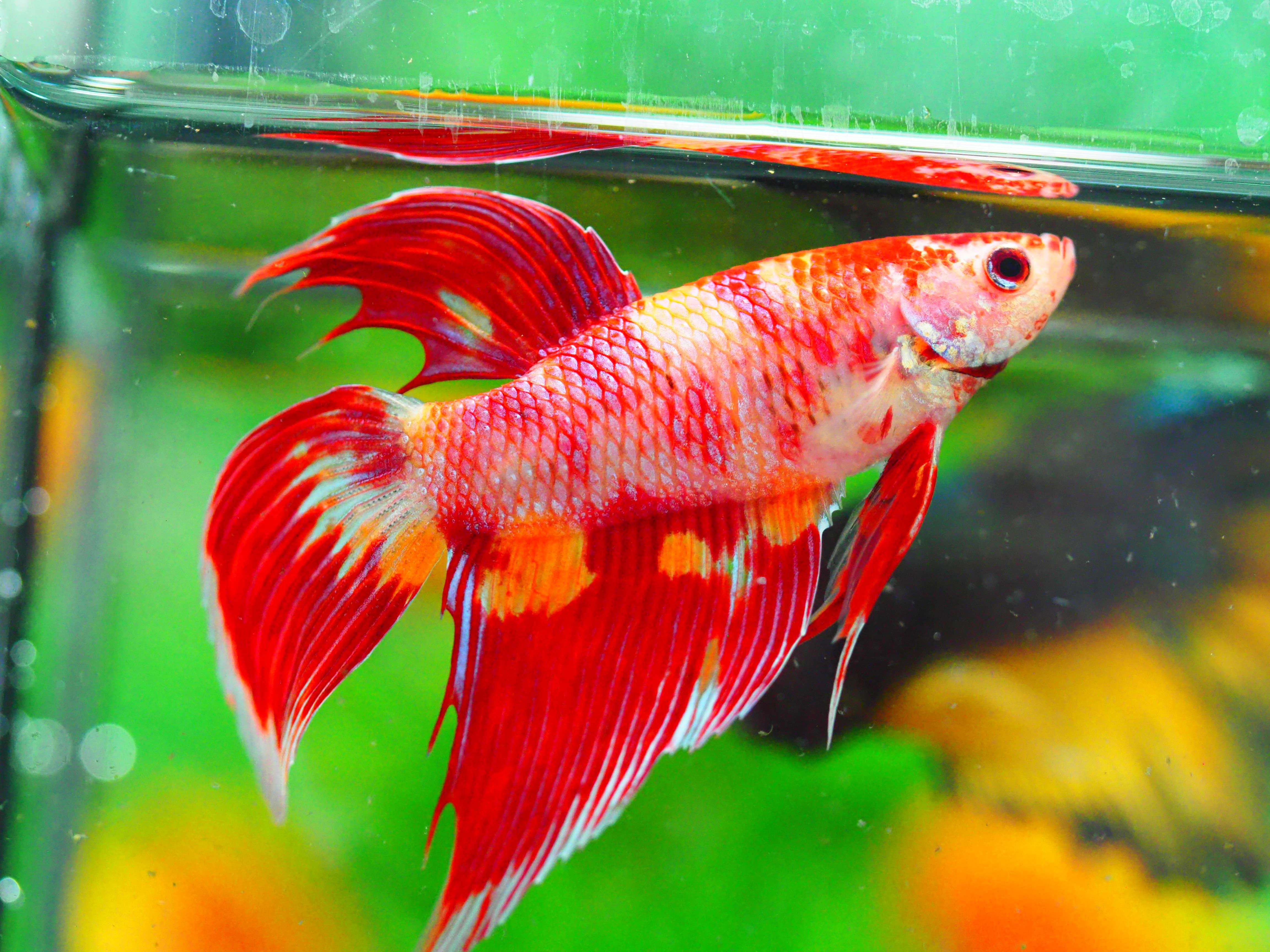 VT NEMO MALE GRADE A +++