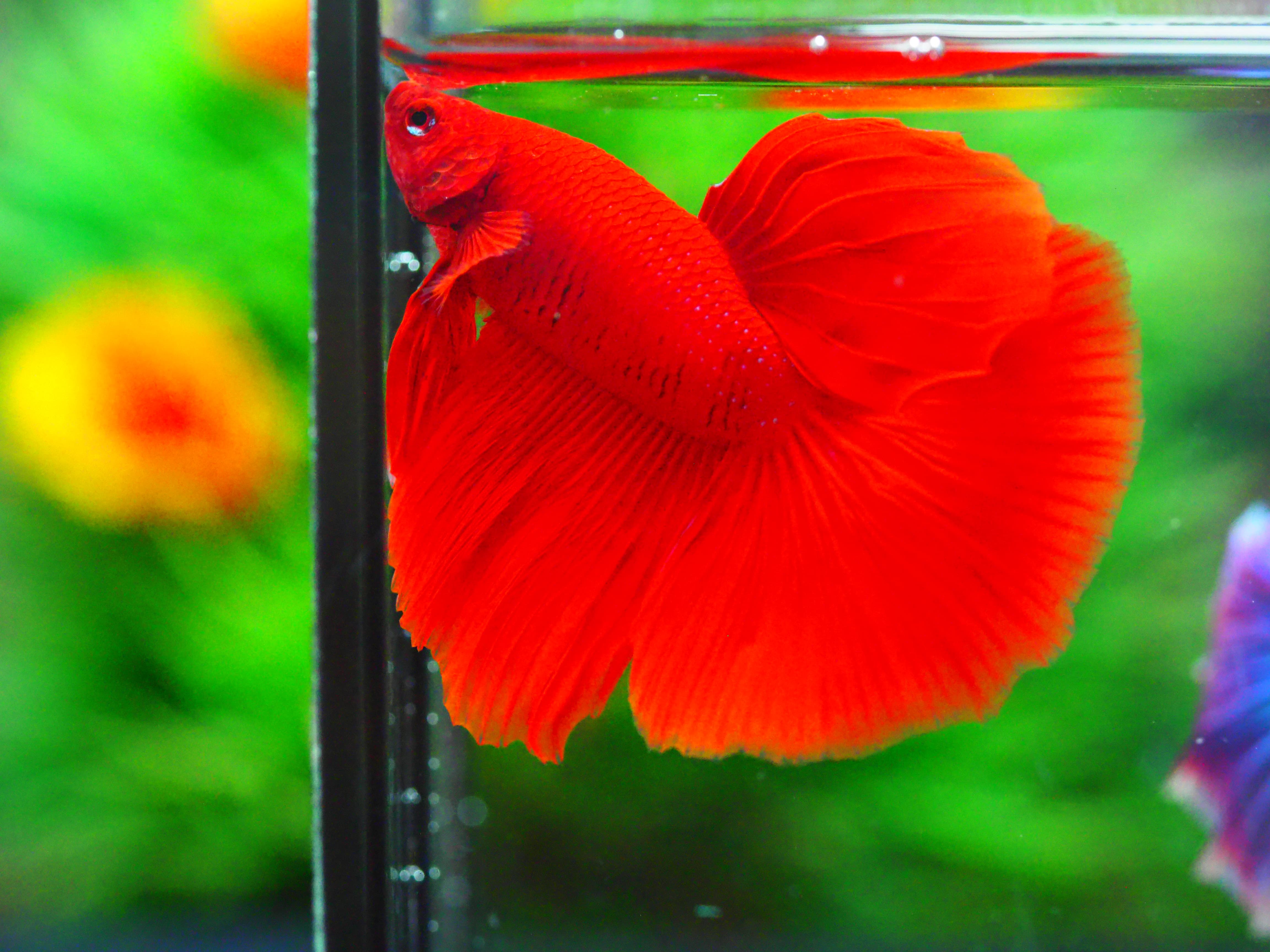 HM RED MALE GRADE A +++