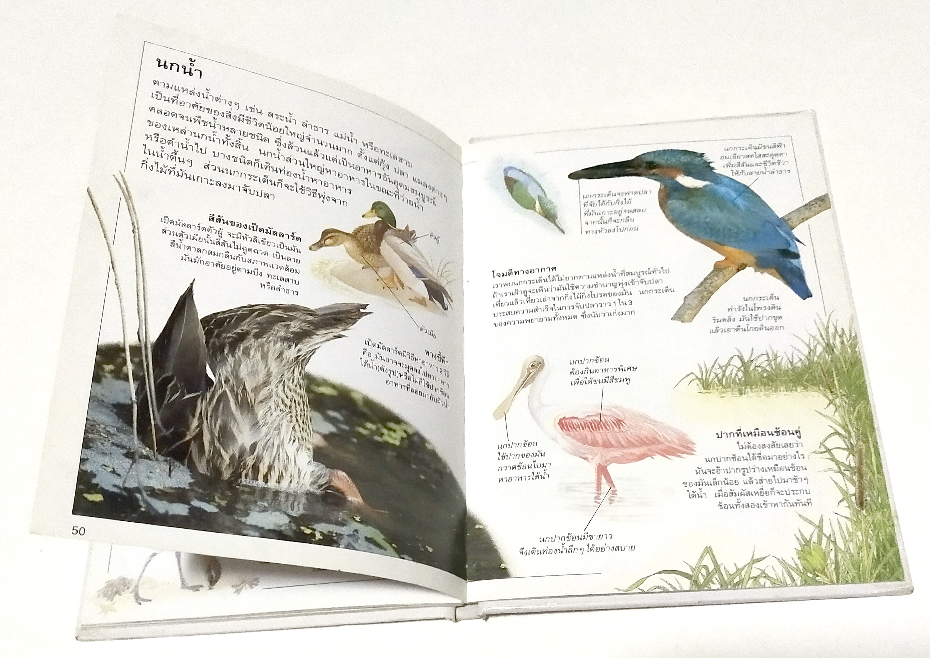 หนังสือภาพสีสวย กระดาษมัน ปกแข็ง "นก A DORING KINDERSLEY BOOK " สำรวจและเรียนรู้โลกน่ารักน่าพิศวงของนก แปลโดย นพ.รังสฤษฏิ์ กาญจนวณิชย์ พิมพ์ครั้งแรก เมษษยน 2536