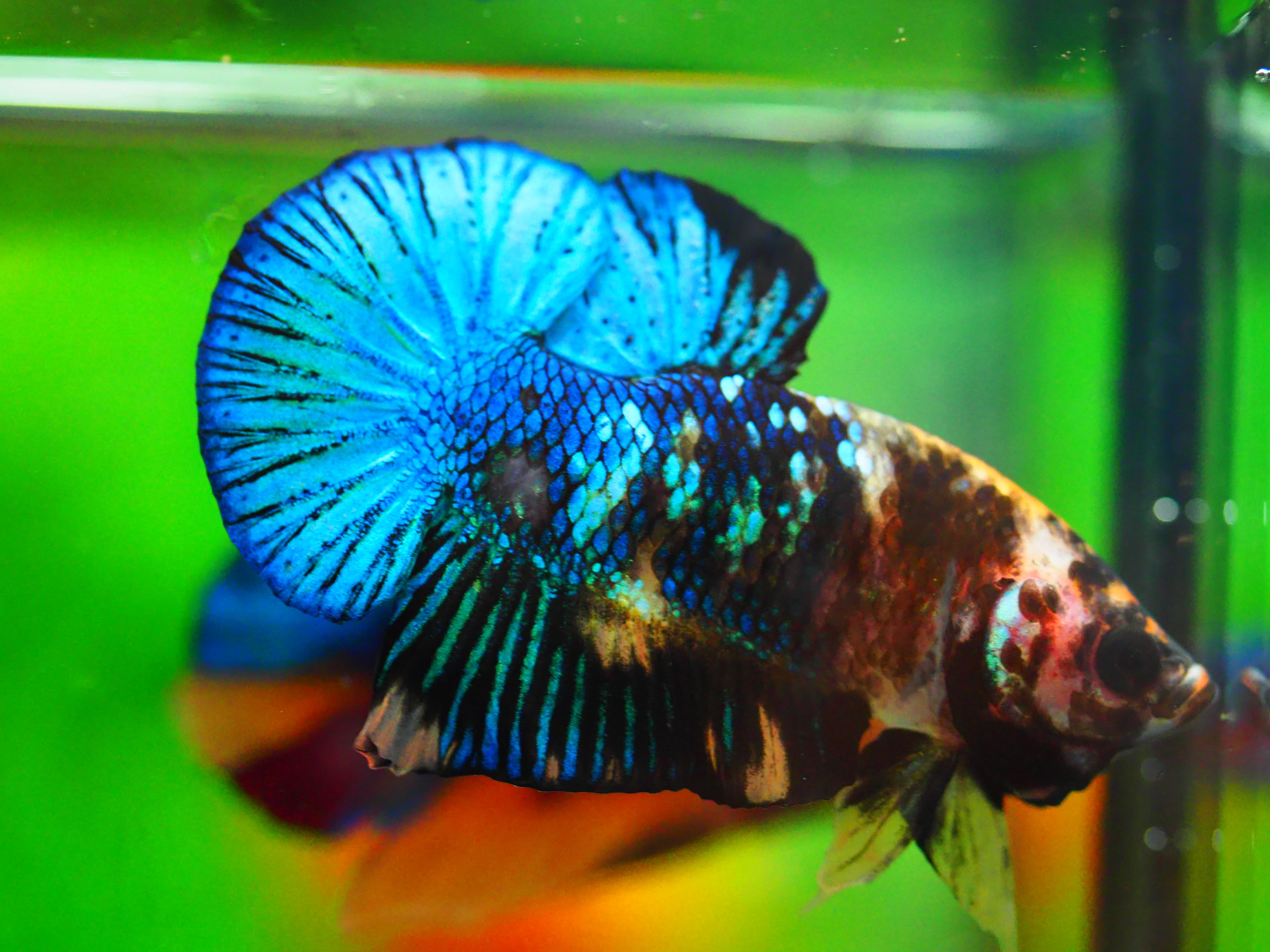 HMPK KOI FANCY MALE GRADE A +++
