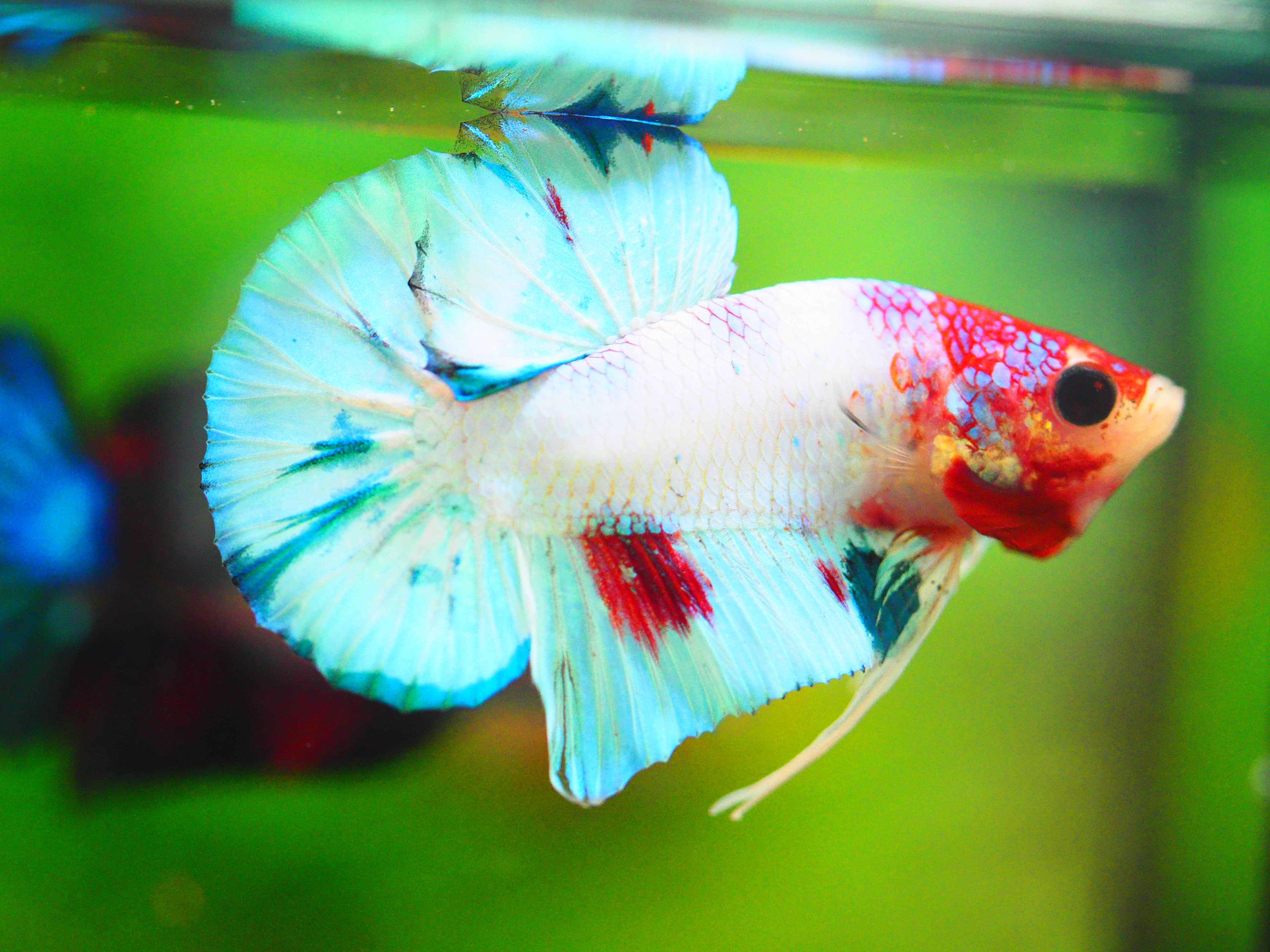 HMPK FANCY MALE GRADE A +++