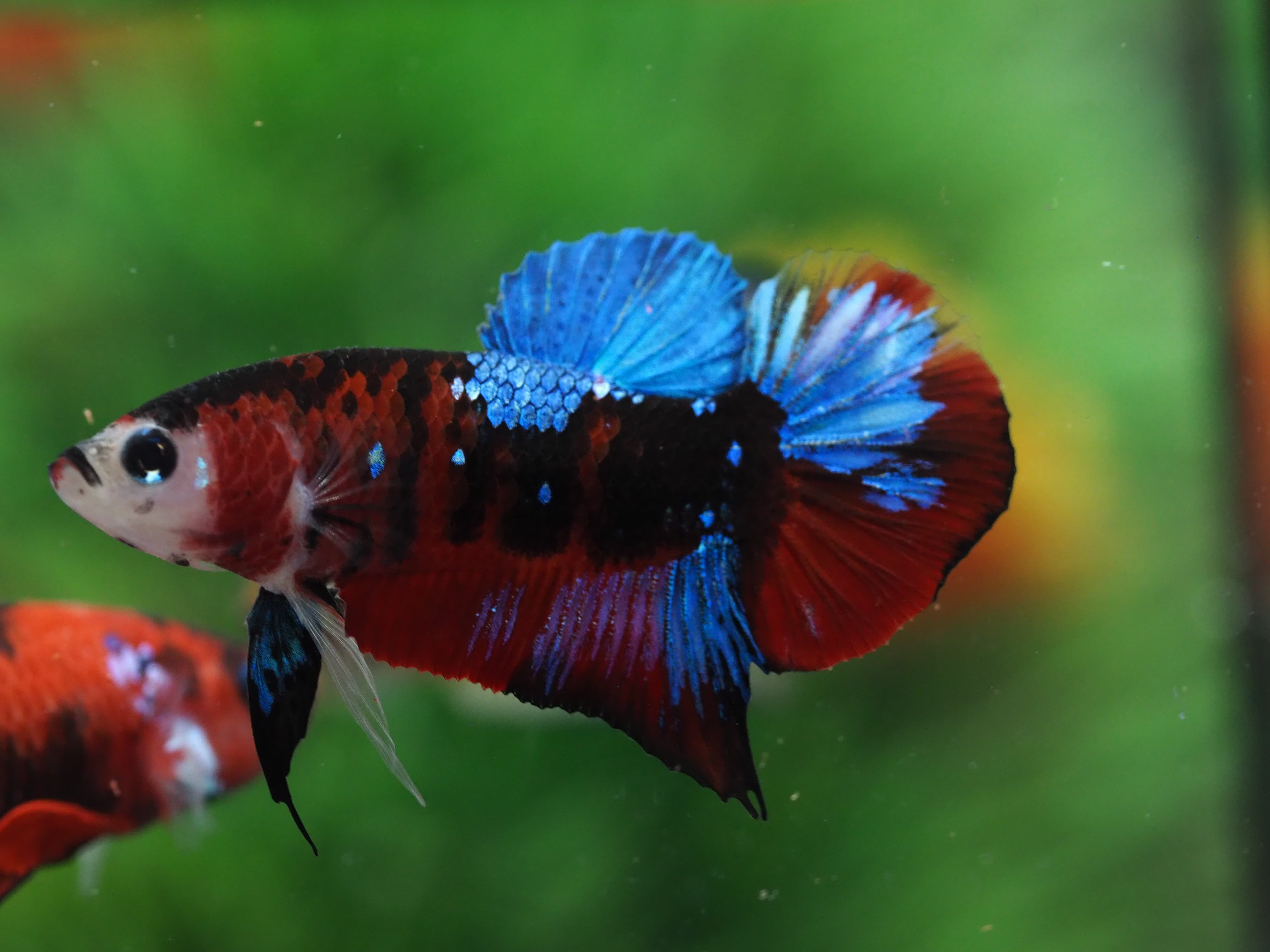 HMPK KOI GALAXY MALE GRADE A+++