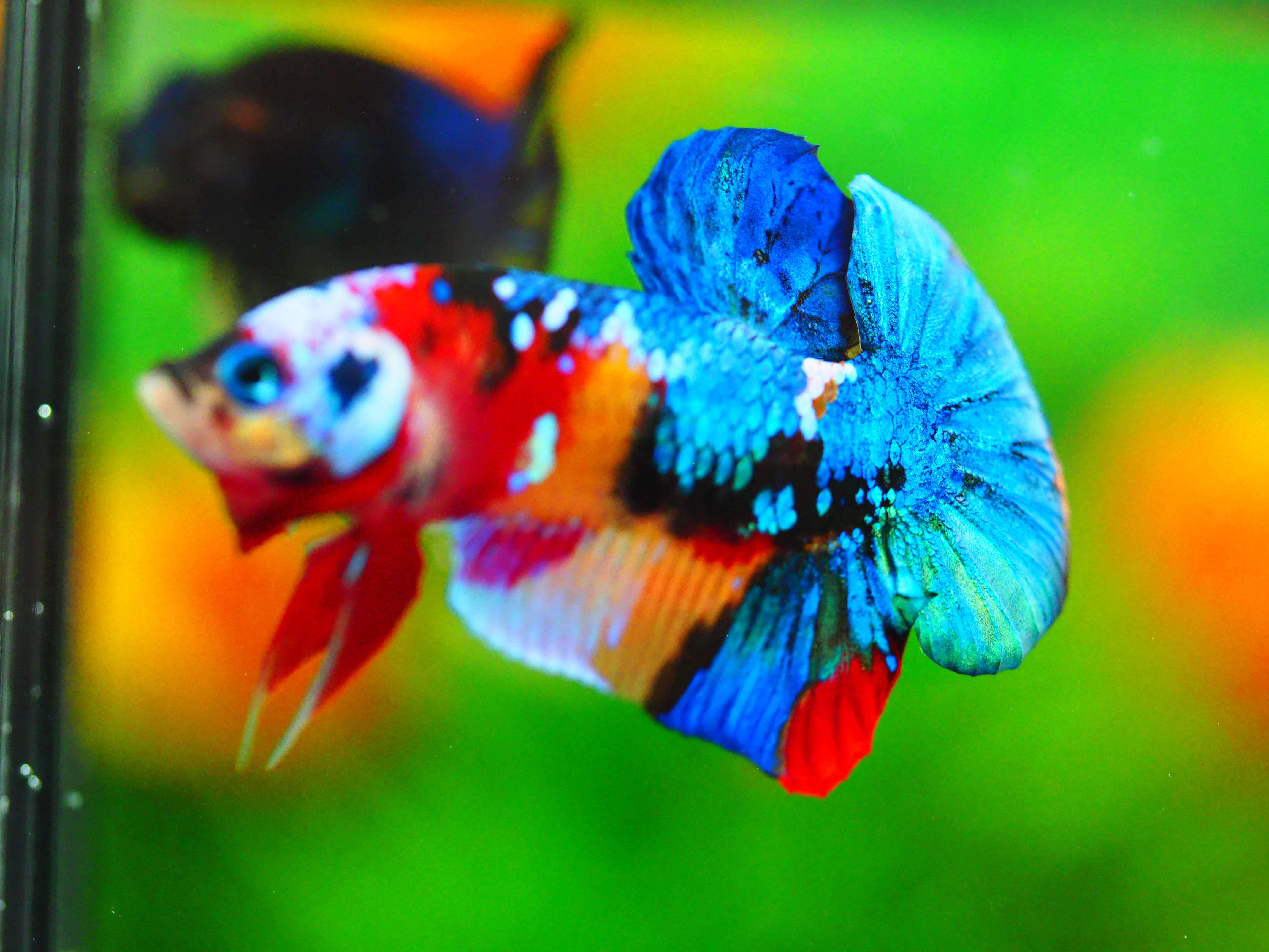 HMPK NEMO GALAXY MALE GRADE A +++