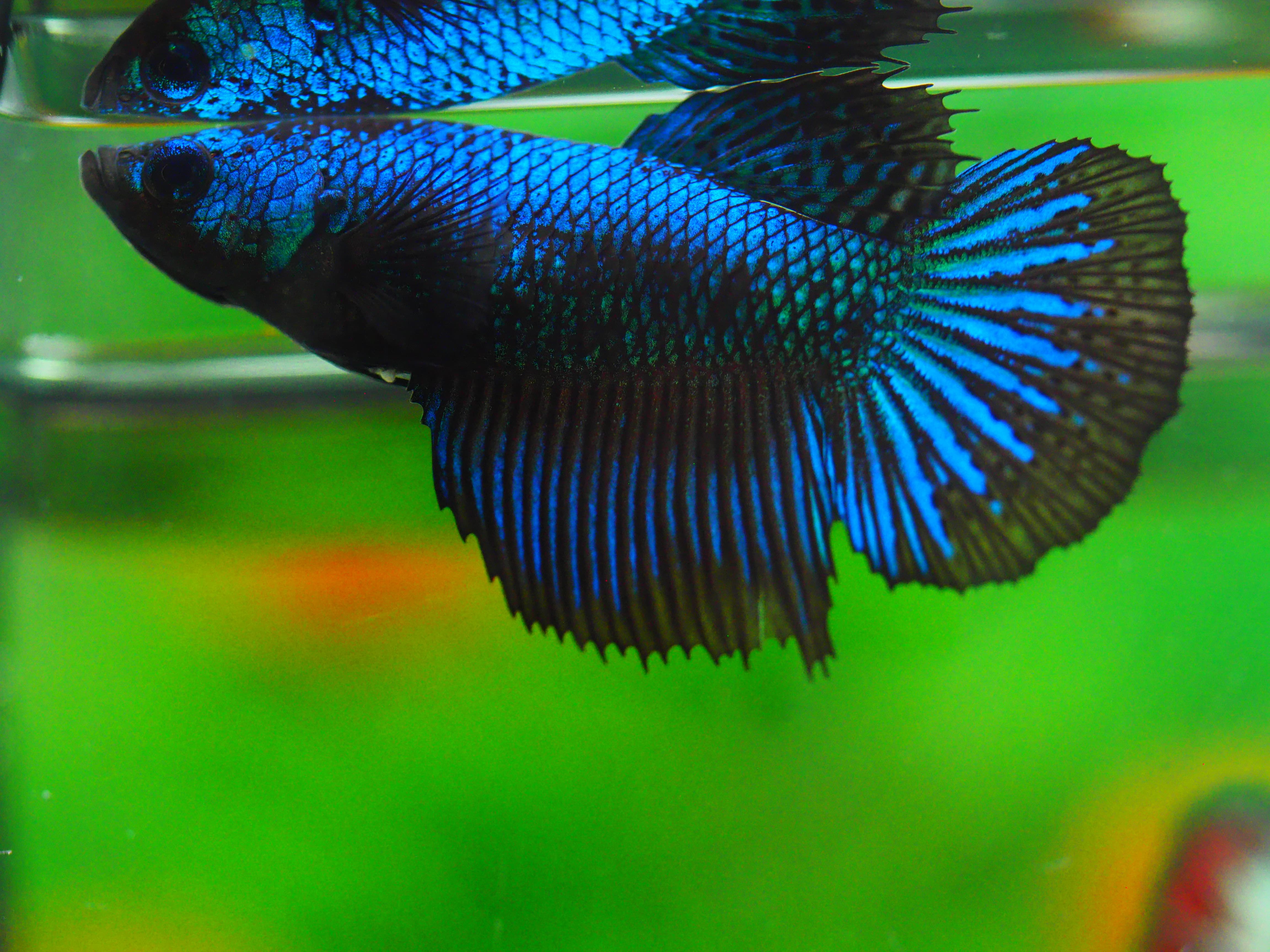 HM FANCY FN MALE GRADE A +++