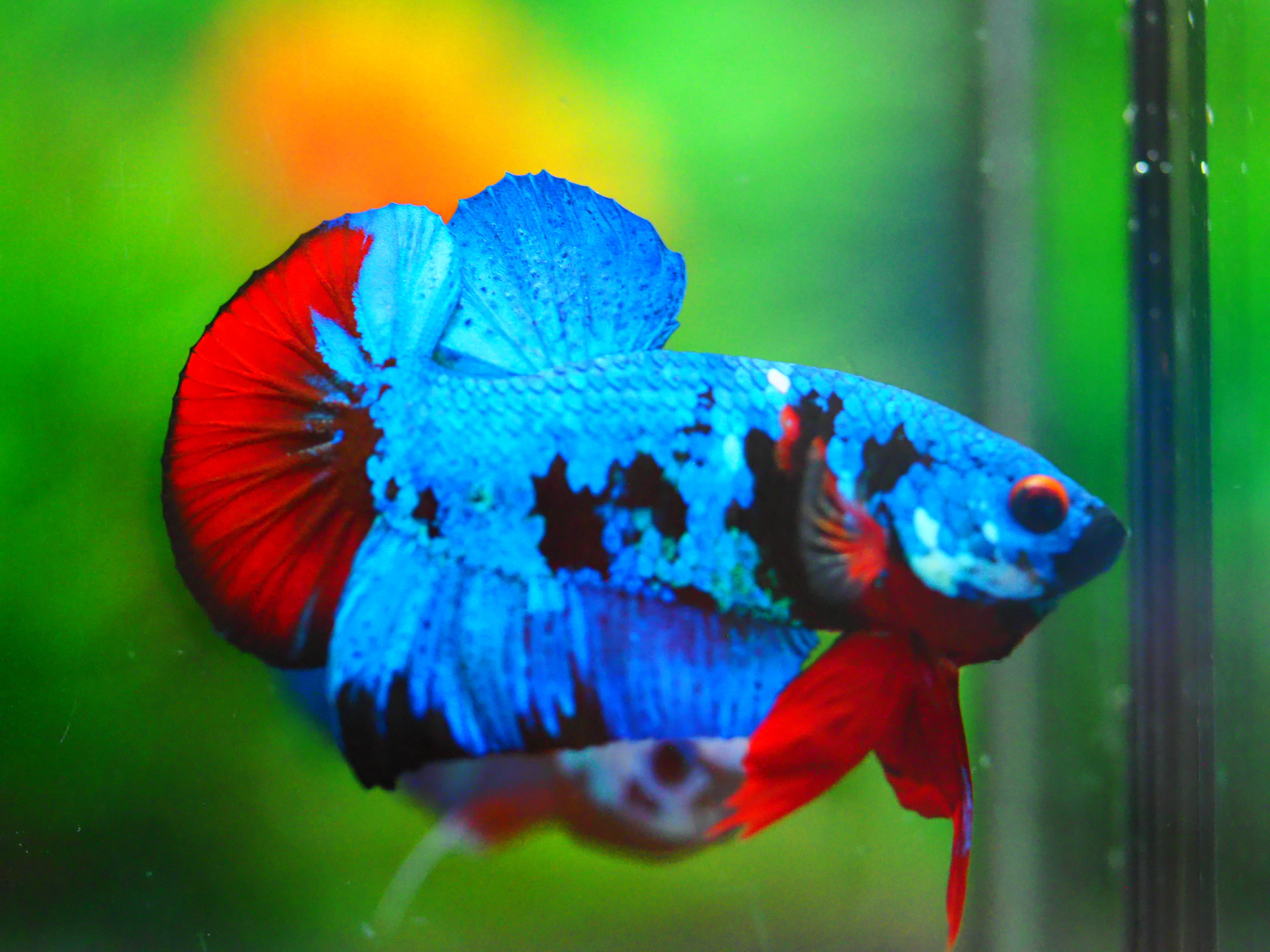 HMPK KOI GALAXY MALE GRADE A +++