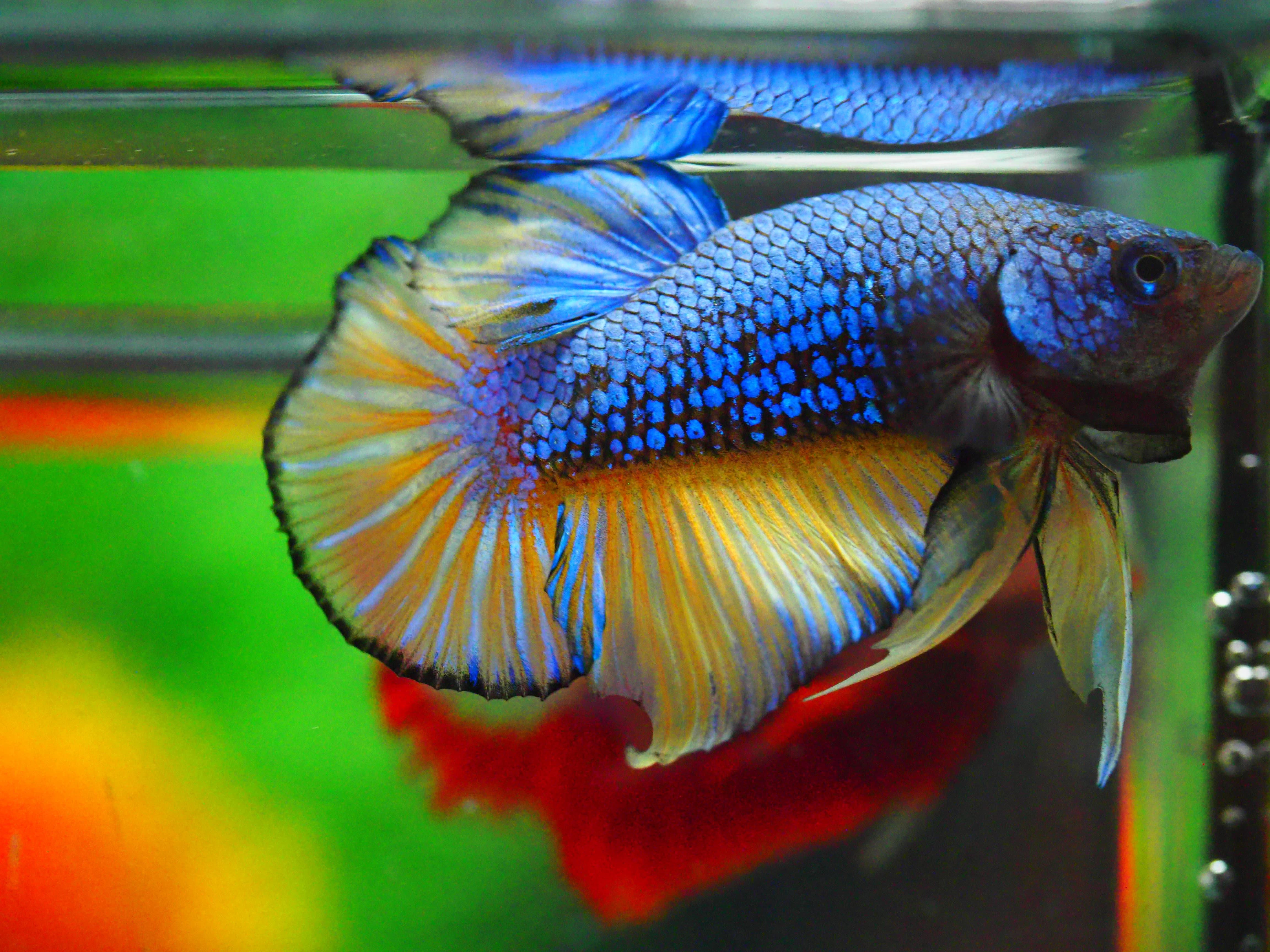 HMPK FANCY MALE GRADE A +++