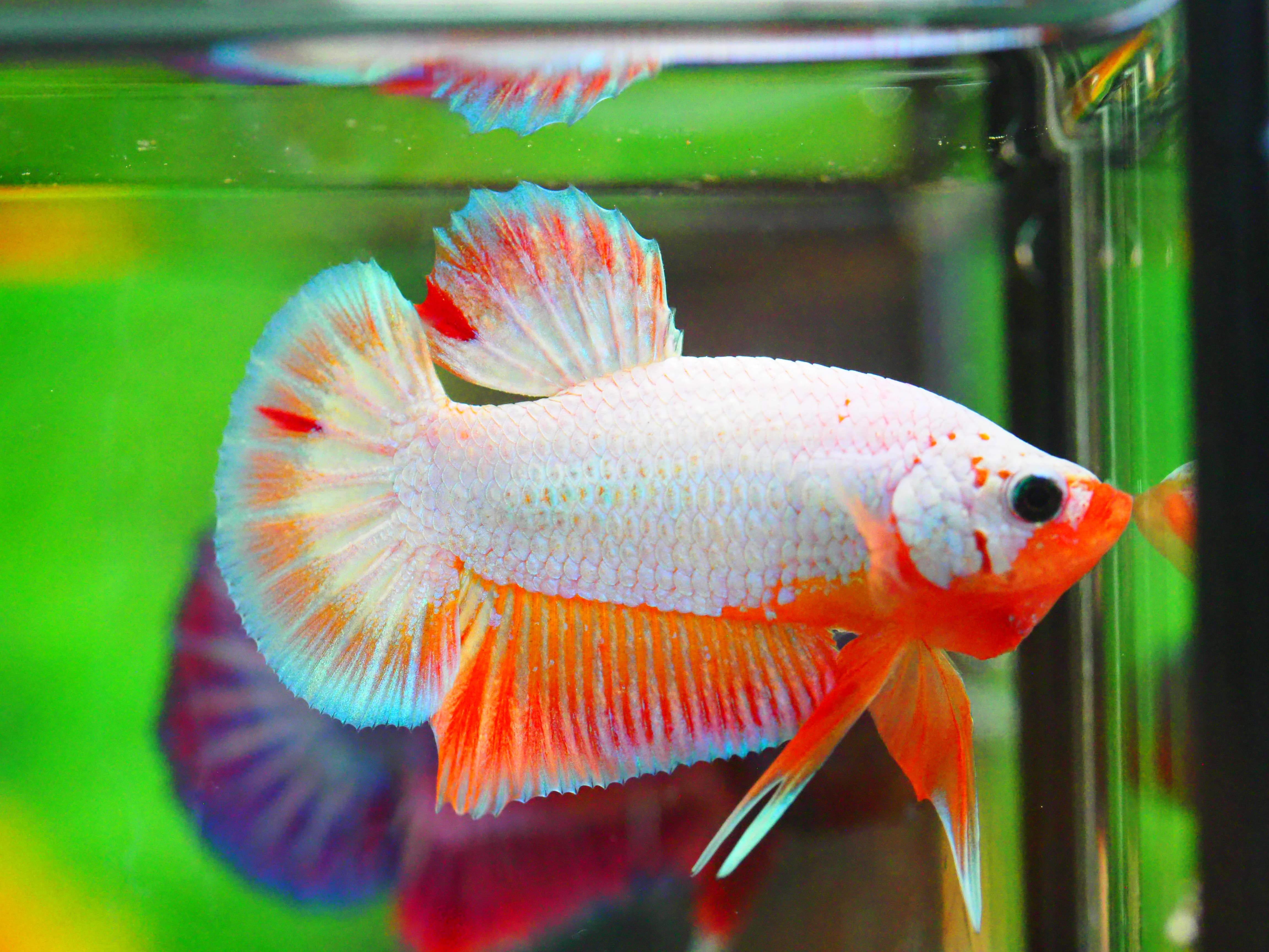 HMPK FANCY MALE GRADE A +++