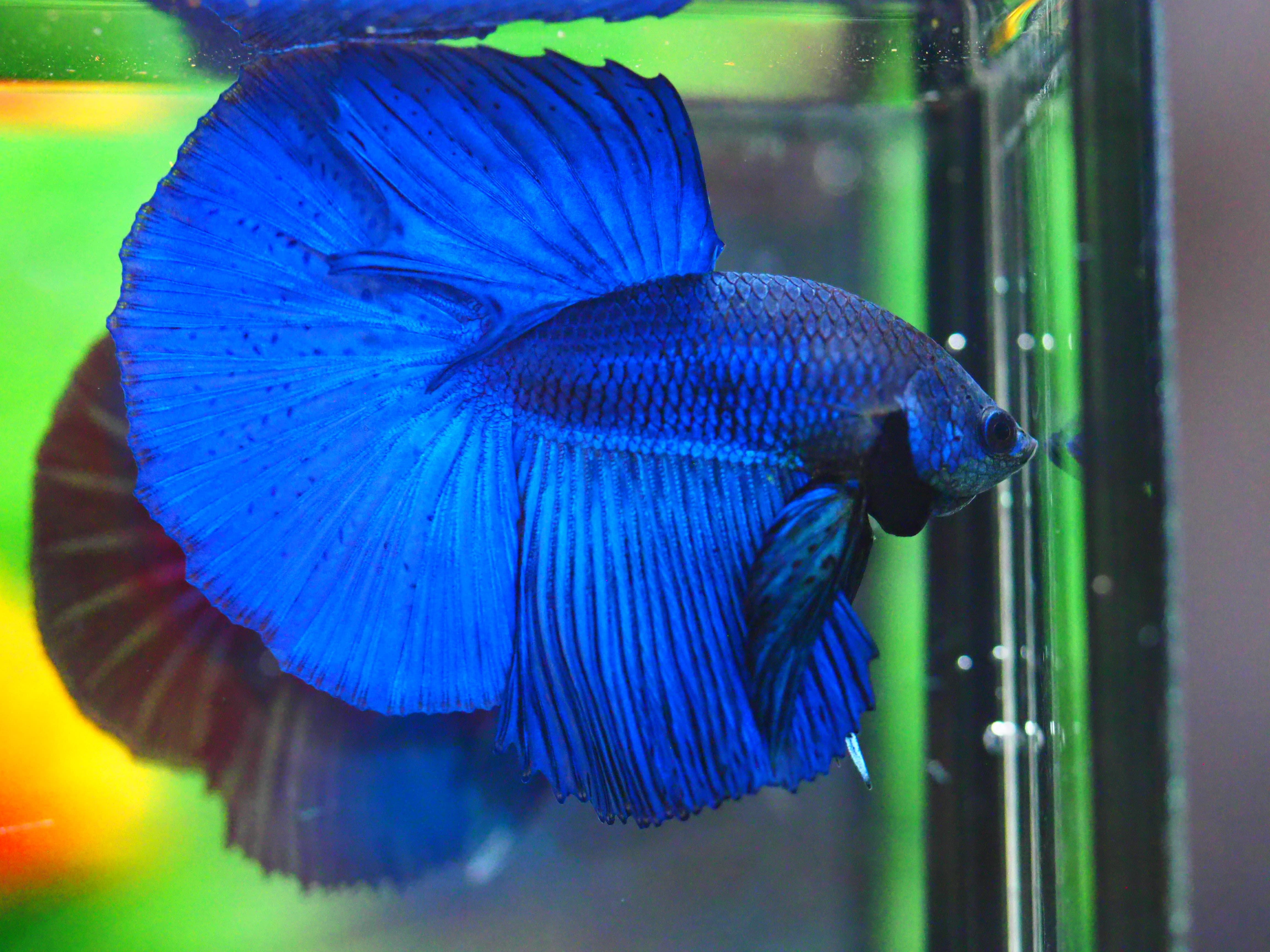 HM FANCY MALE GRADE A +++