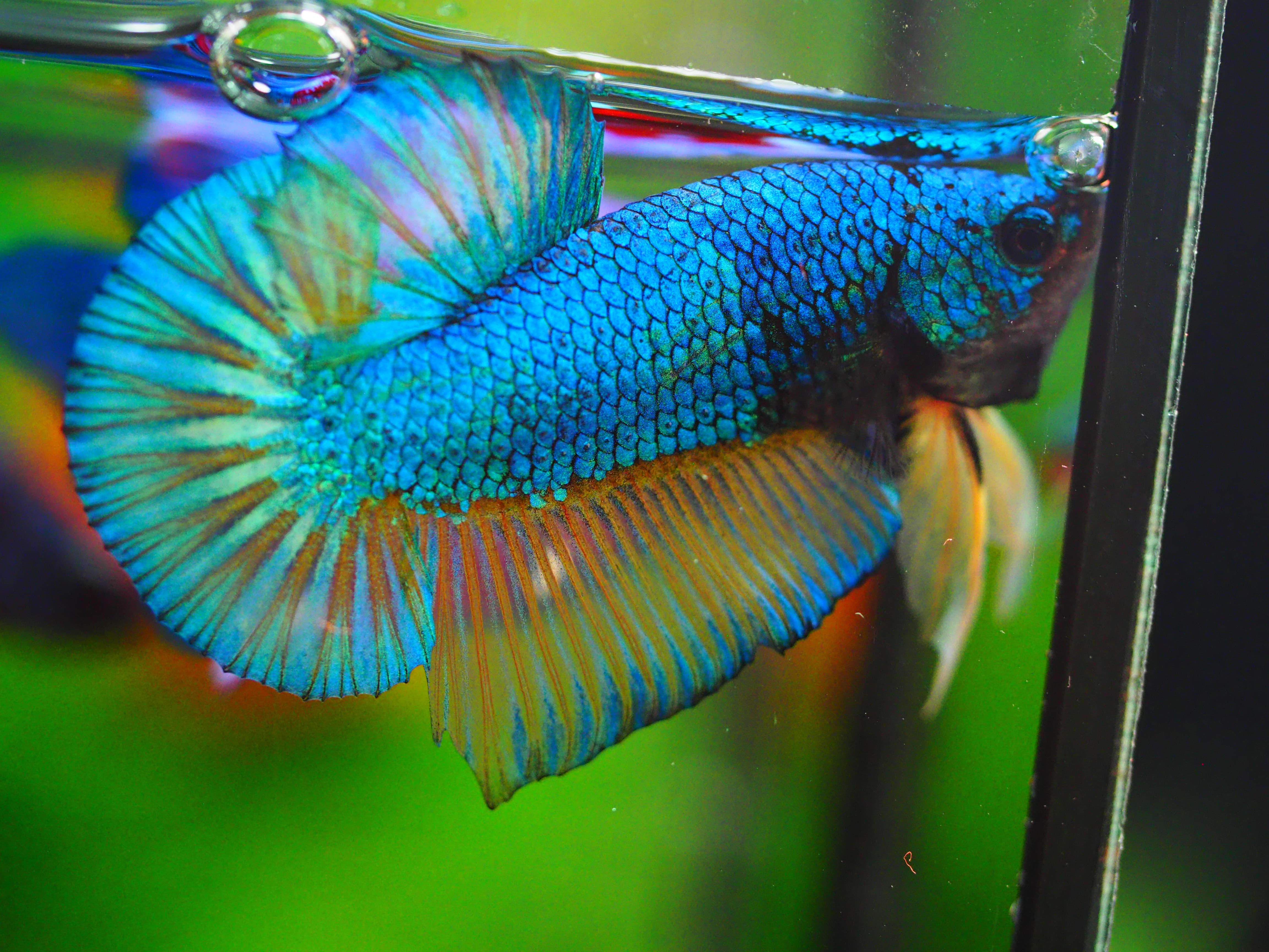 HMPK FANCY MALE GRADE A +++