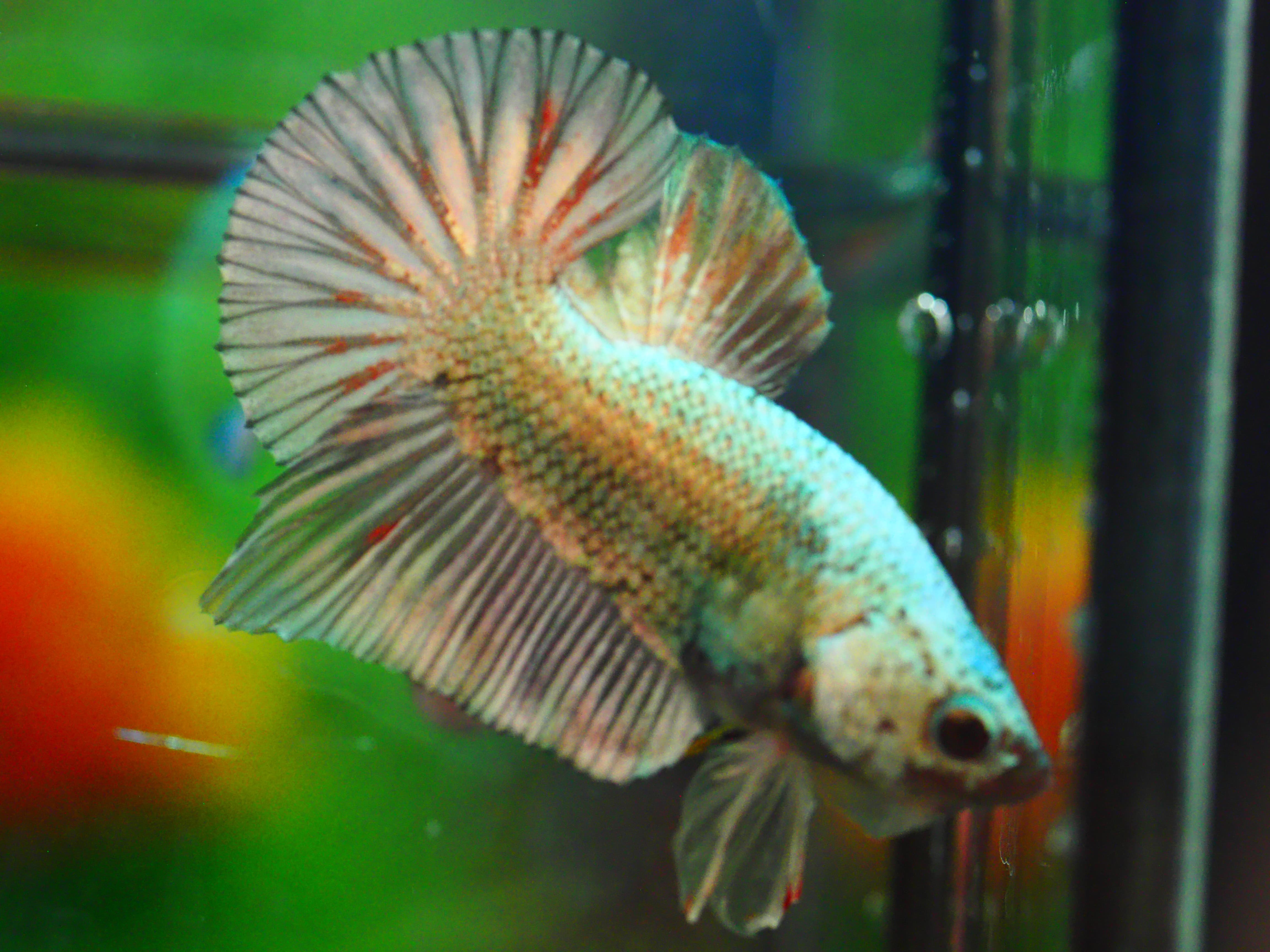 HMPK COPPER MALE GRADE A +++