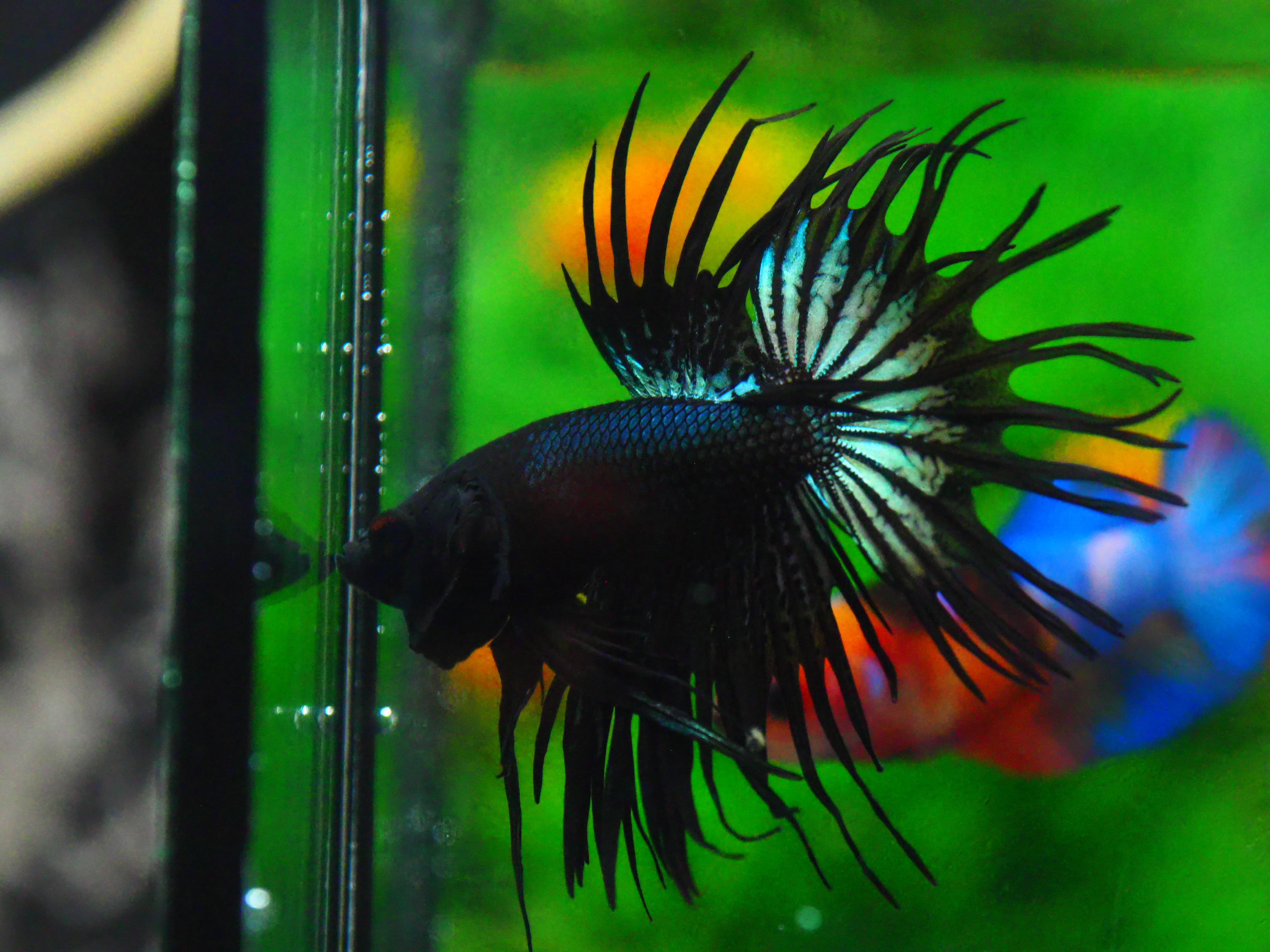 CT BLACK MALE GRADE A +++