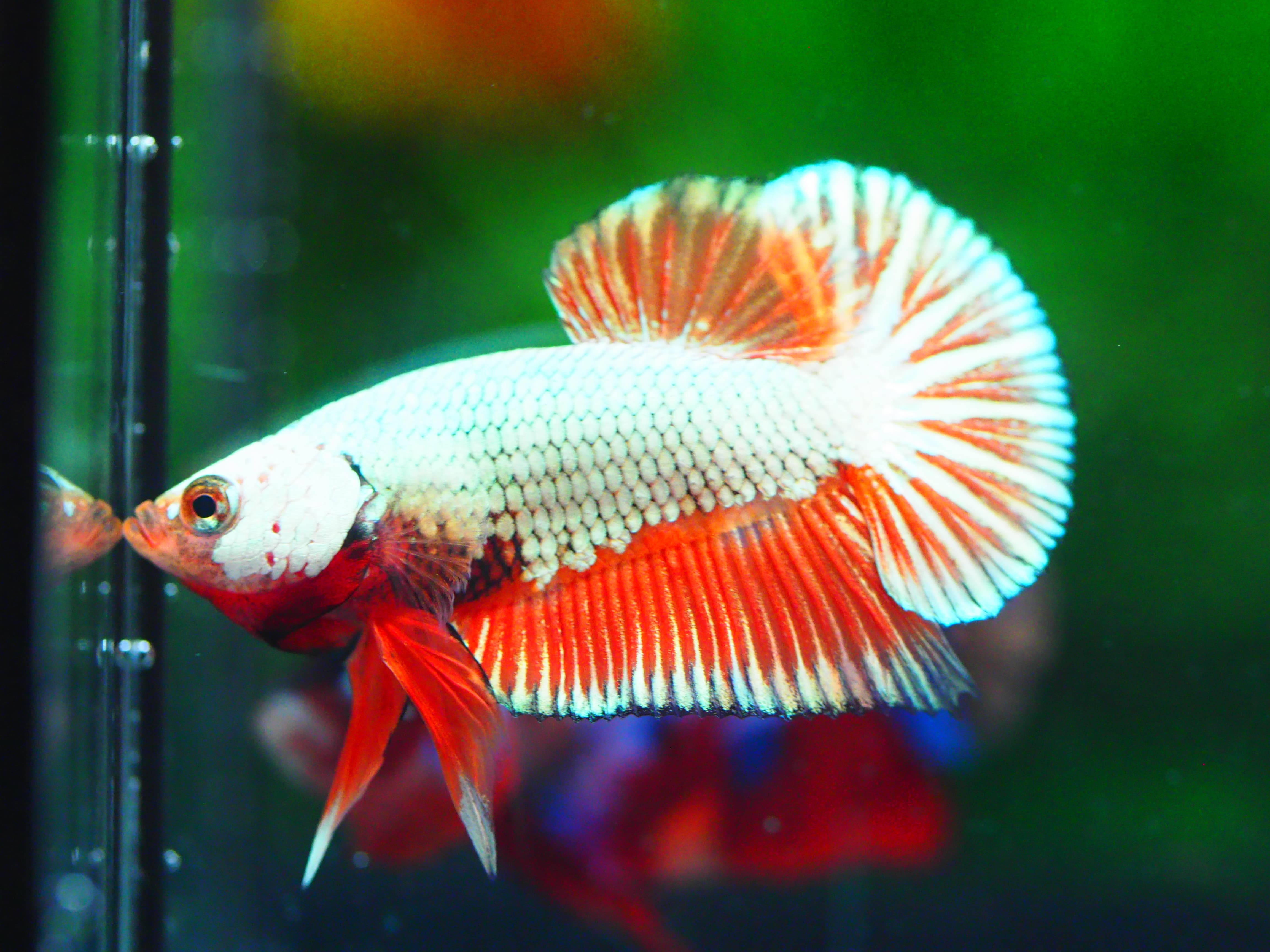 HMPK COPPER MALE GRADE A +++