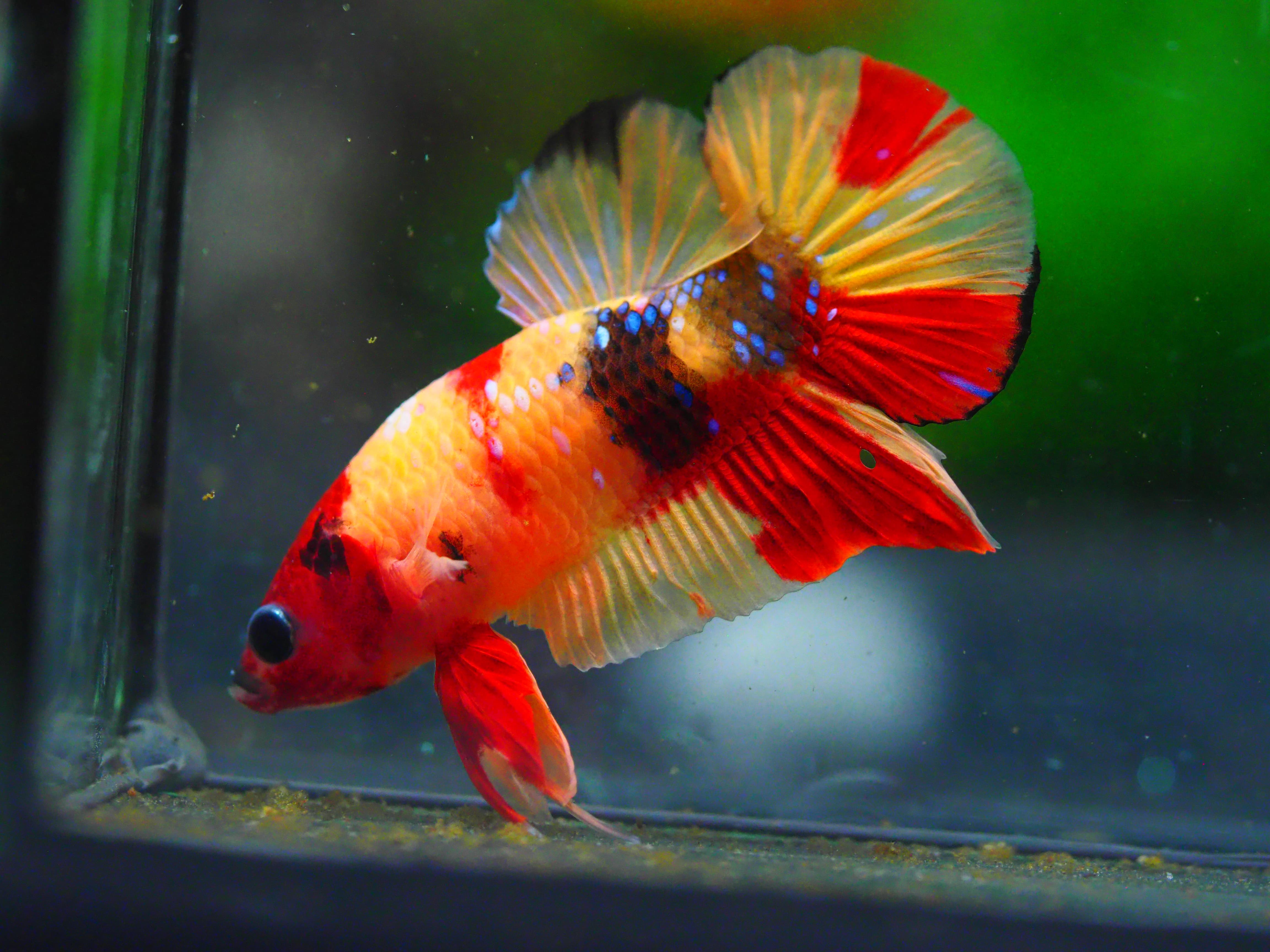 HMPK NEMO MALE GRADE A +++