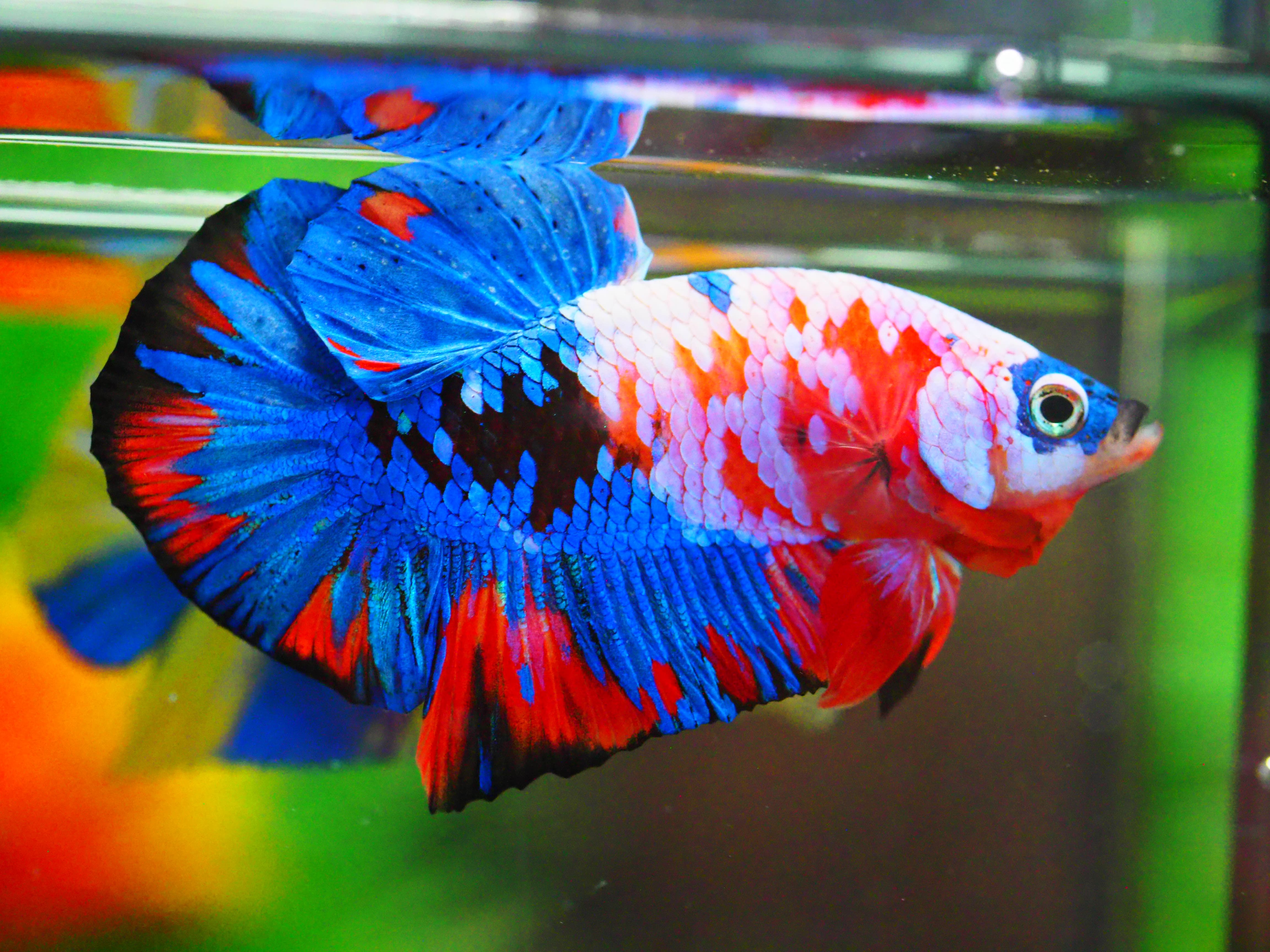 HMPK NEMO GALAXY MALE GRADE A +++