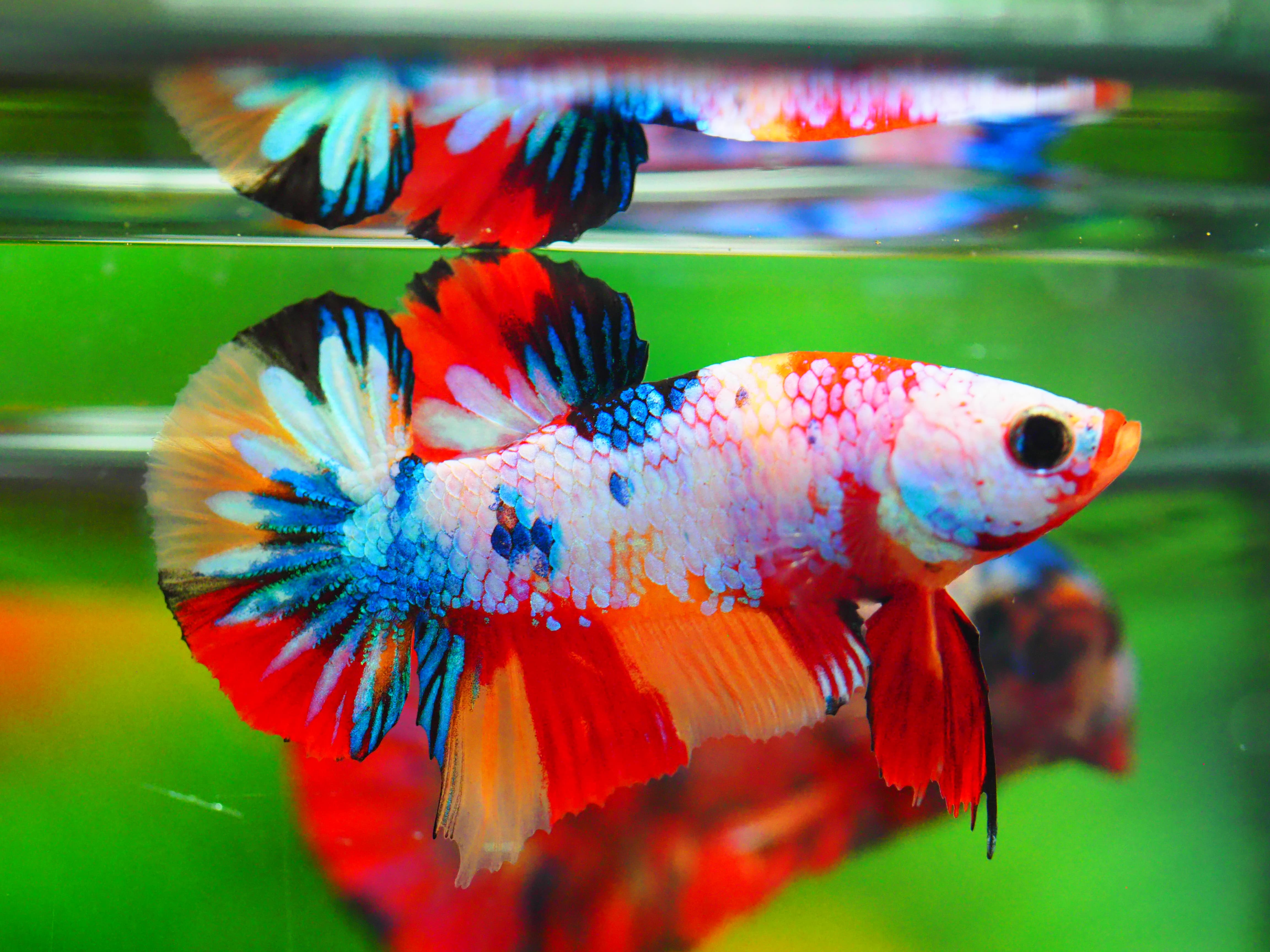 HMPK NEMO GALAXY MALE GRADE A +++