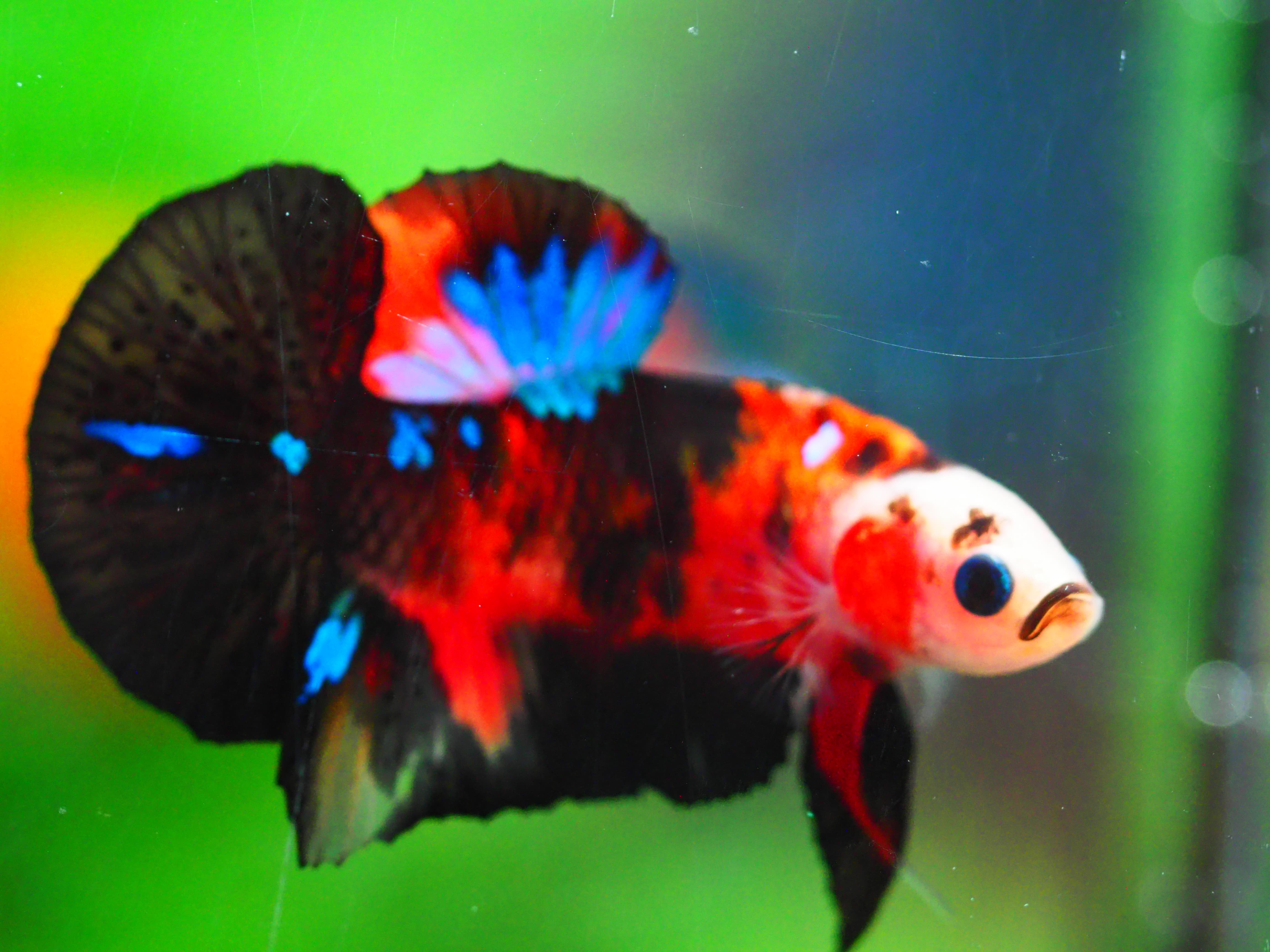 HMPK KOI GALAXY MALE GRADE A +++