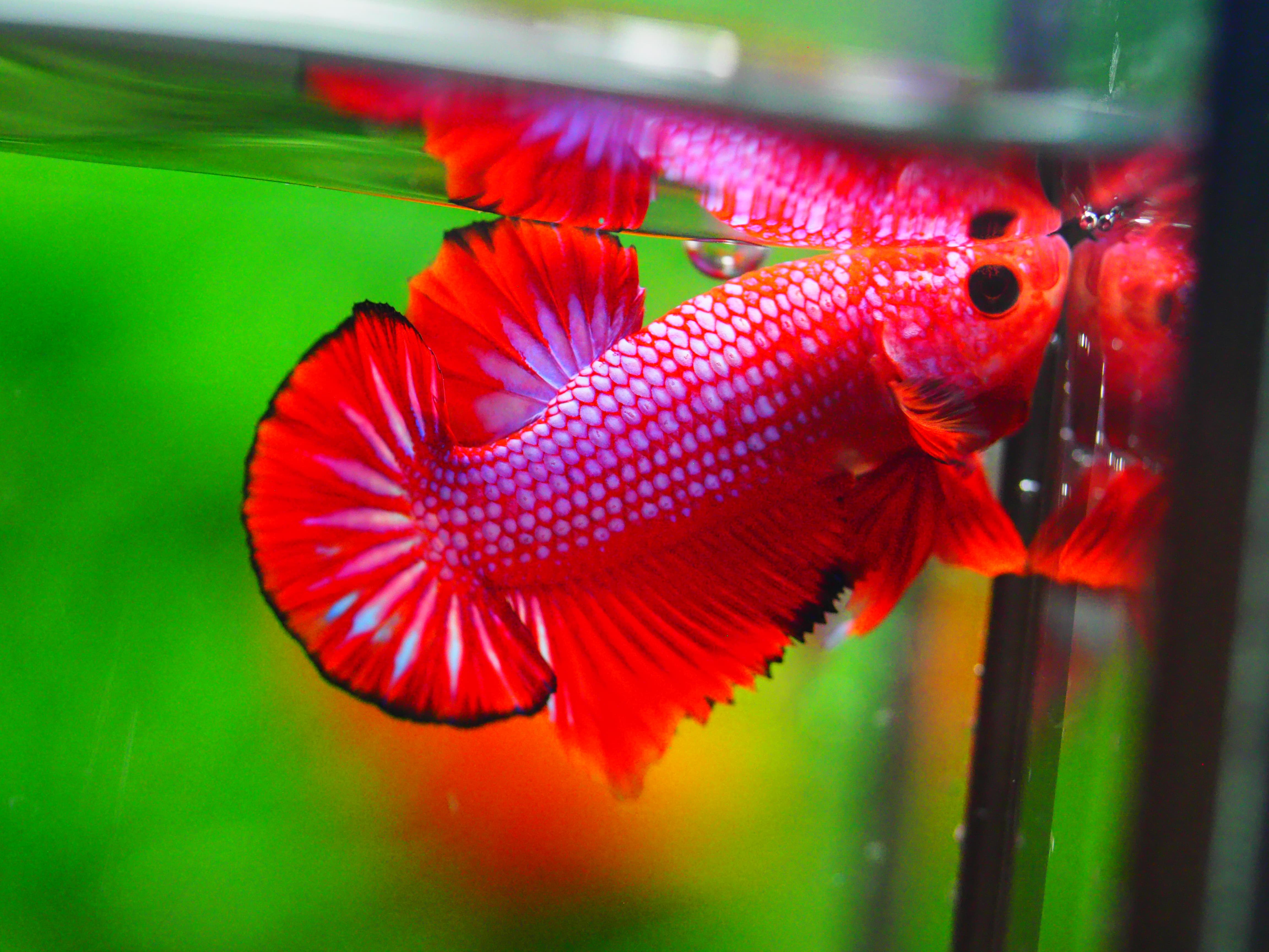 HMPK FANCY MALE GRADE A +++