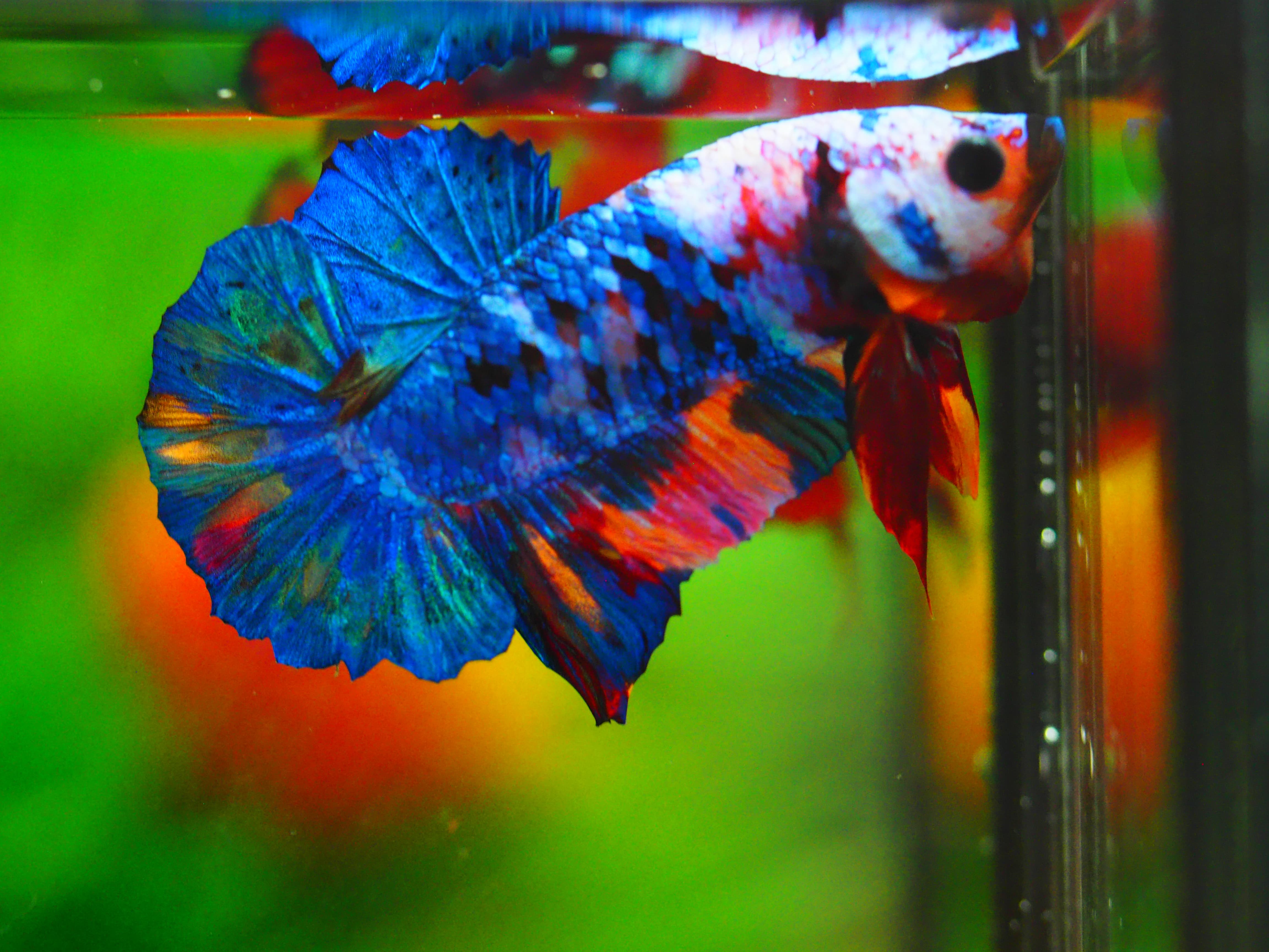 HMPK KOI GALAXY MALE GRADE A+++