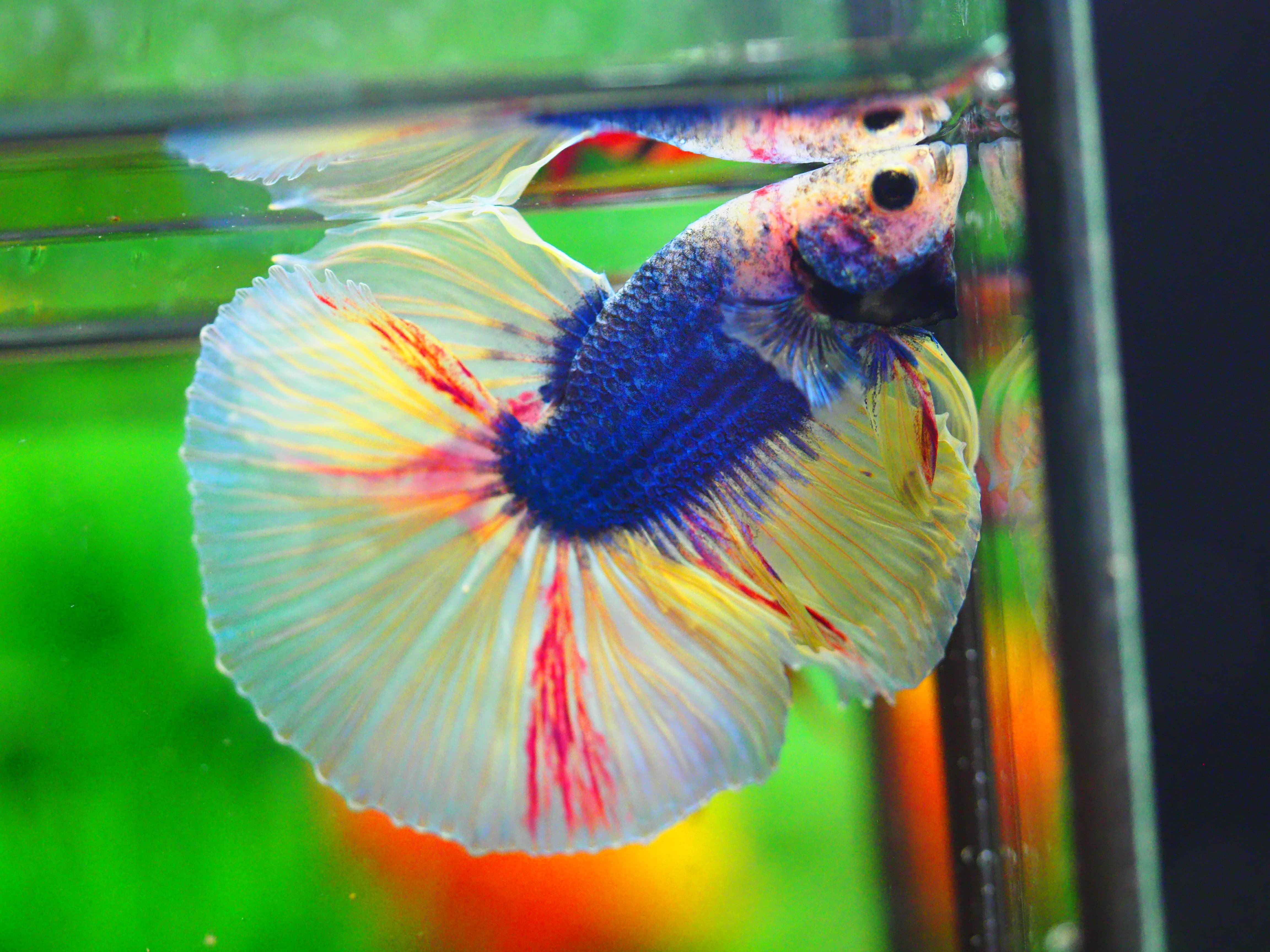 HM FANCY MALE GRADE A++