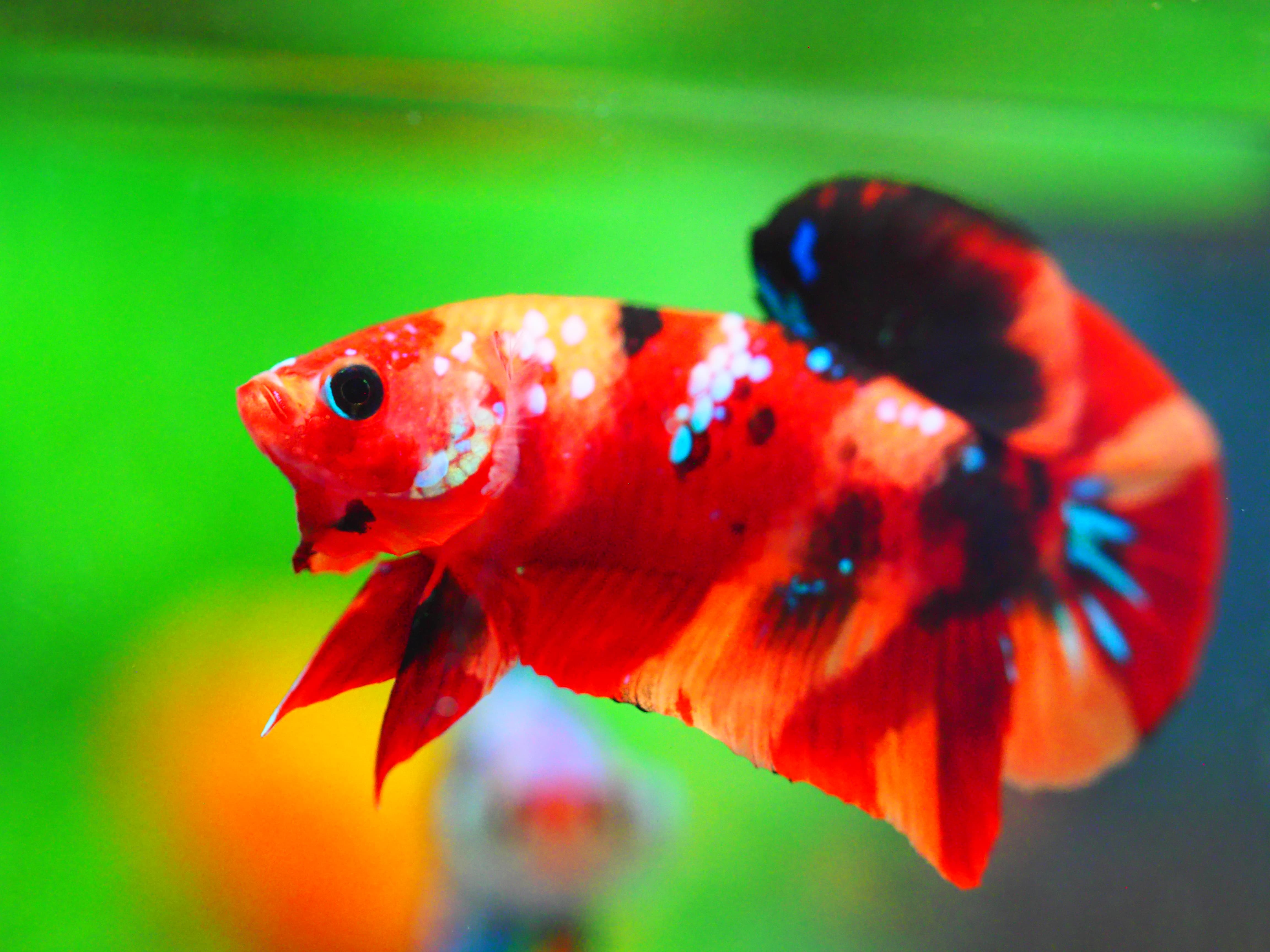 HMPK NEMO GALAXY MALE GRADE A +++