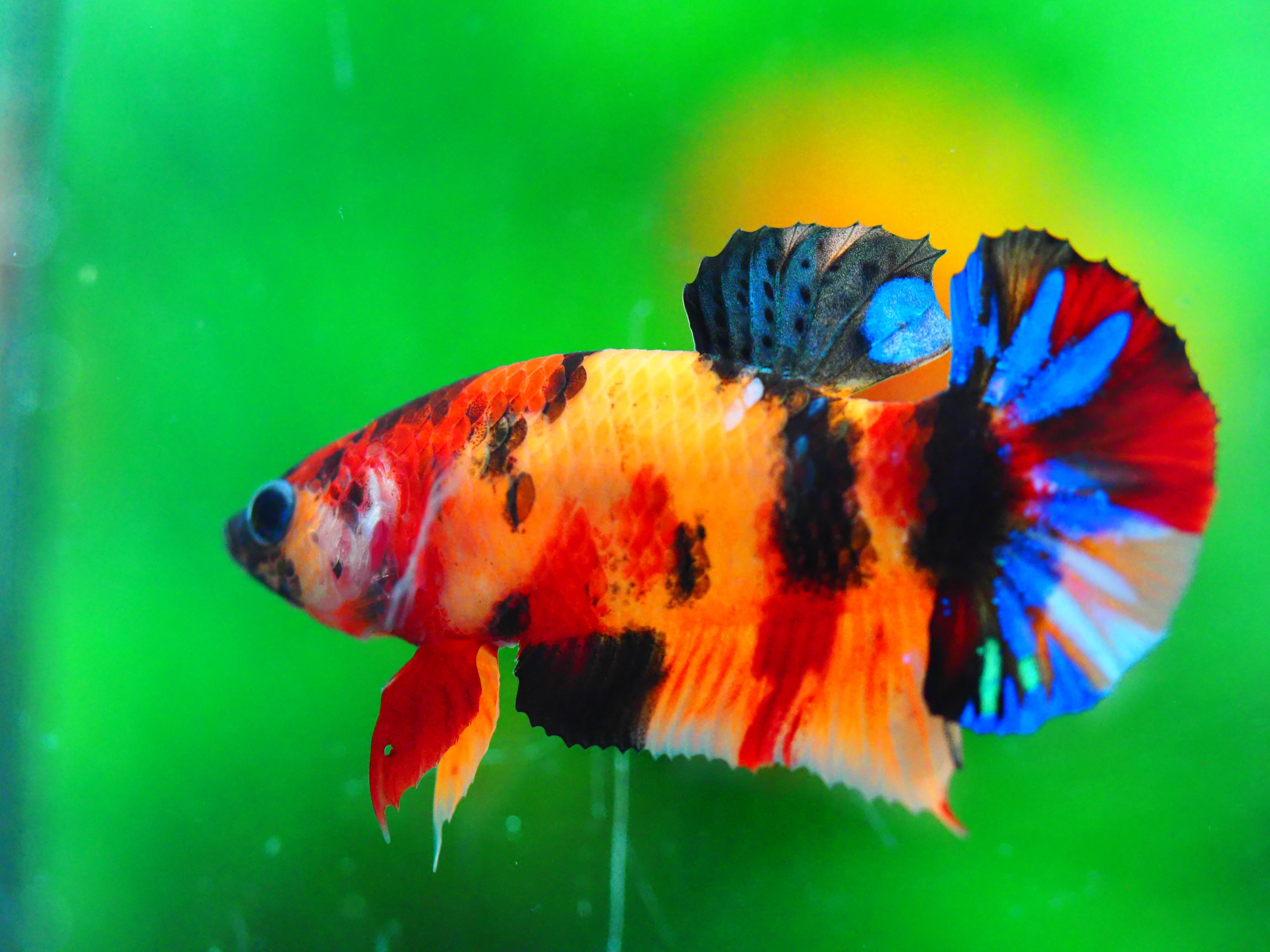 HMPK NEMO GALAXY MALE GRADE A +++