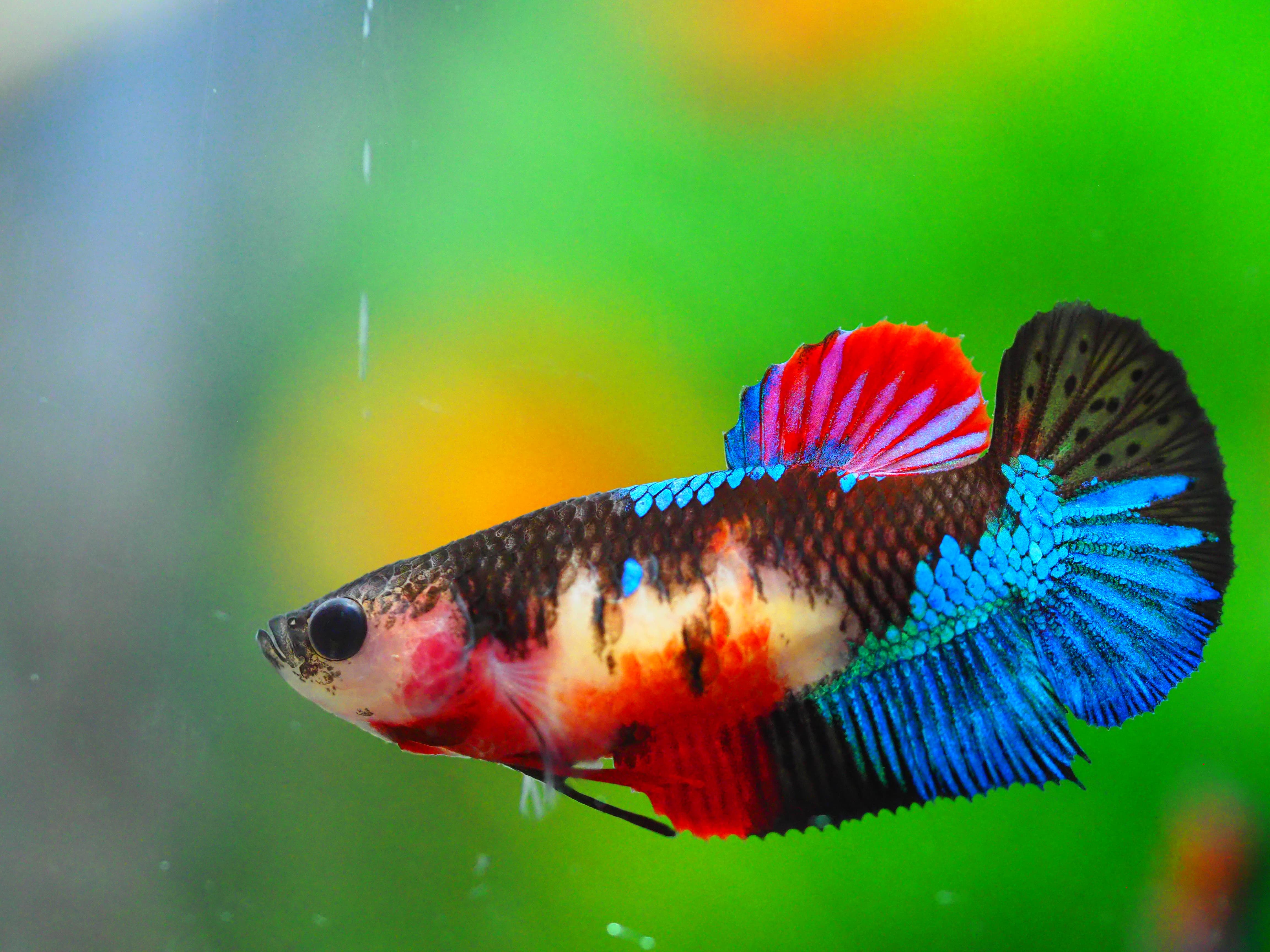 HMPK KOI GALAXY FNMALE GRADE A +++