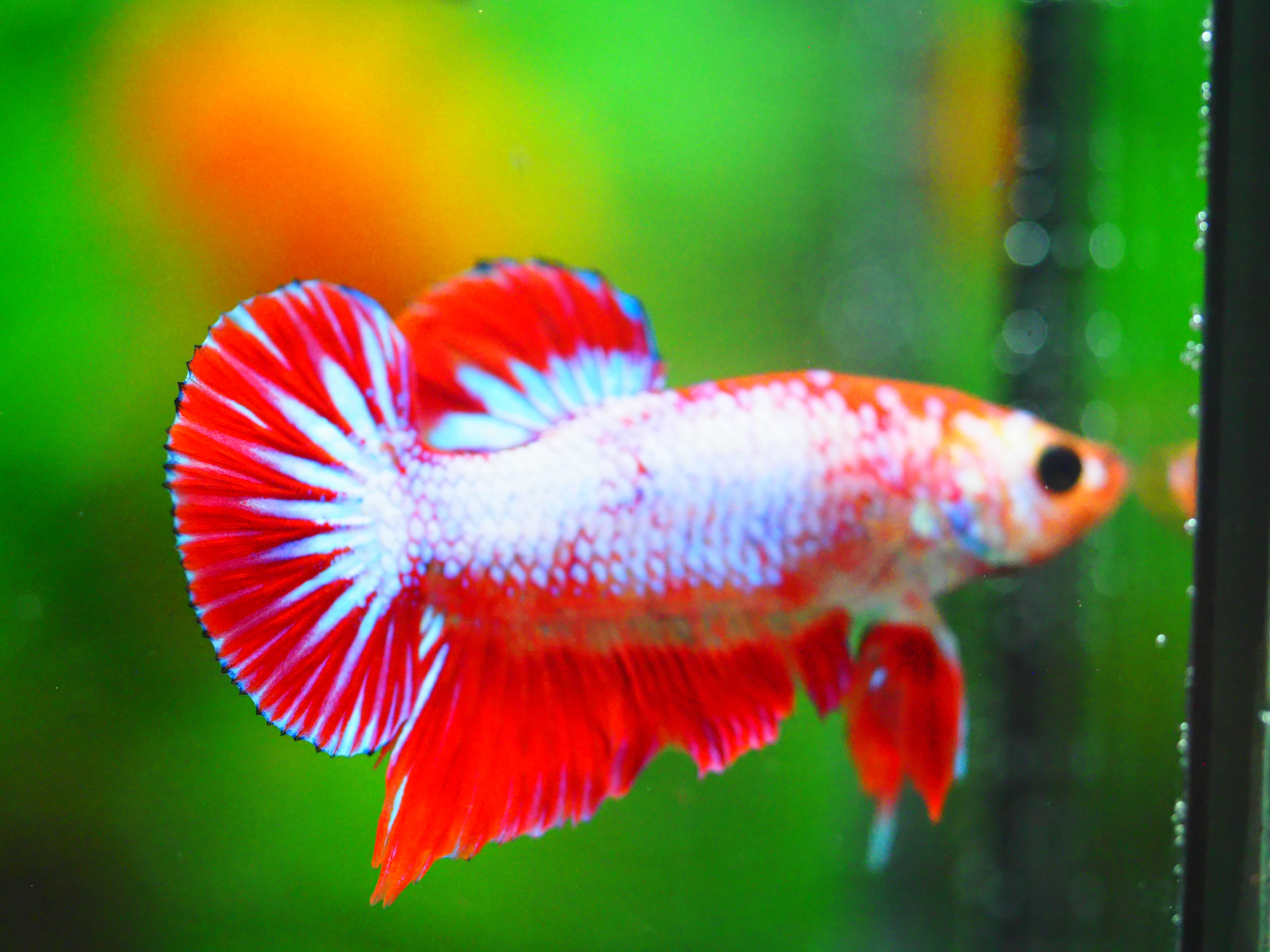 HMPK FANCY MALE GRADE A +++