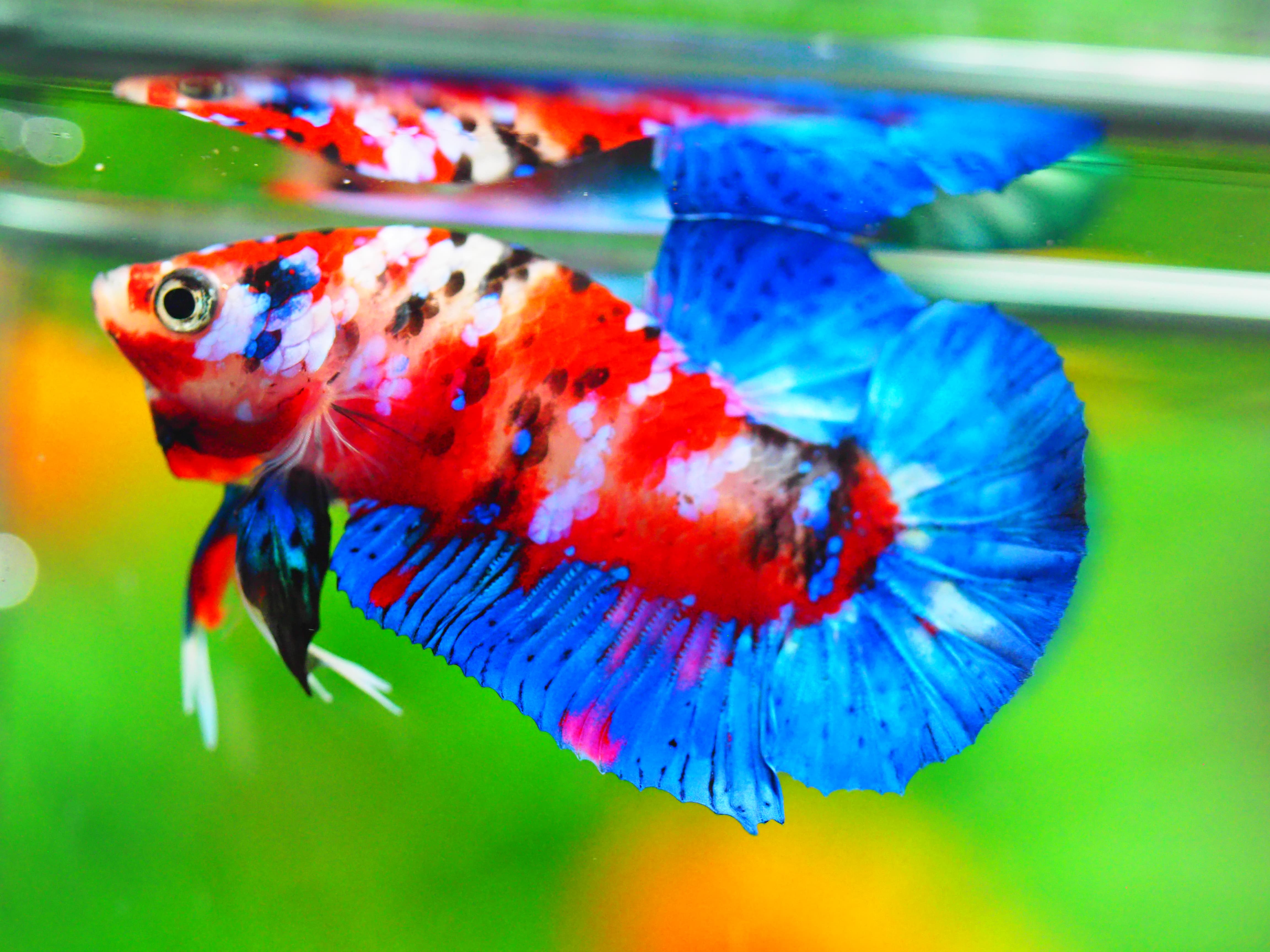 HMPK KOI GALAXY MALE GRADE A +++