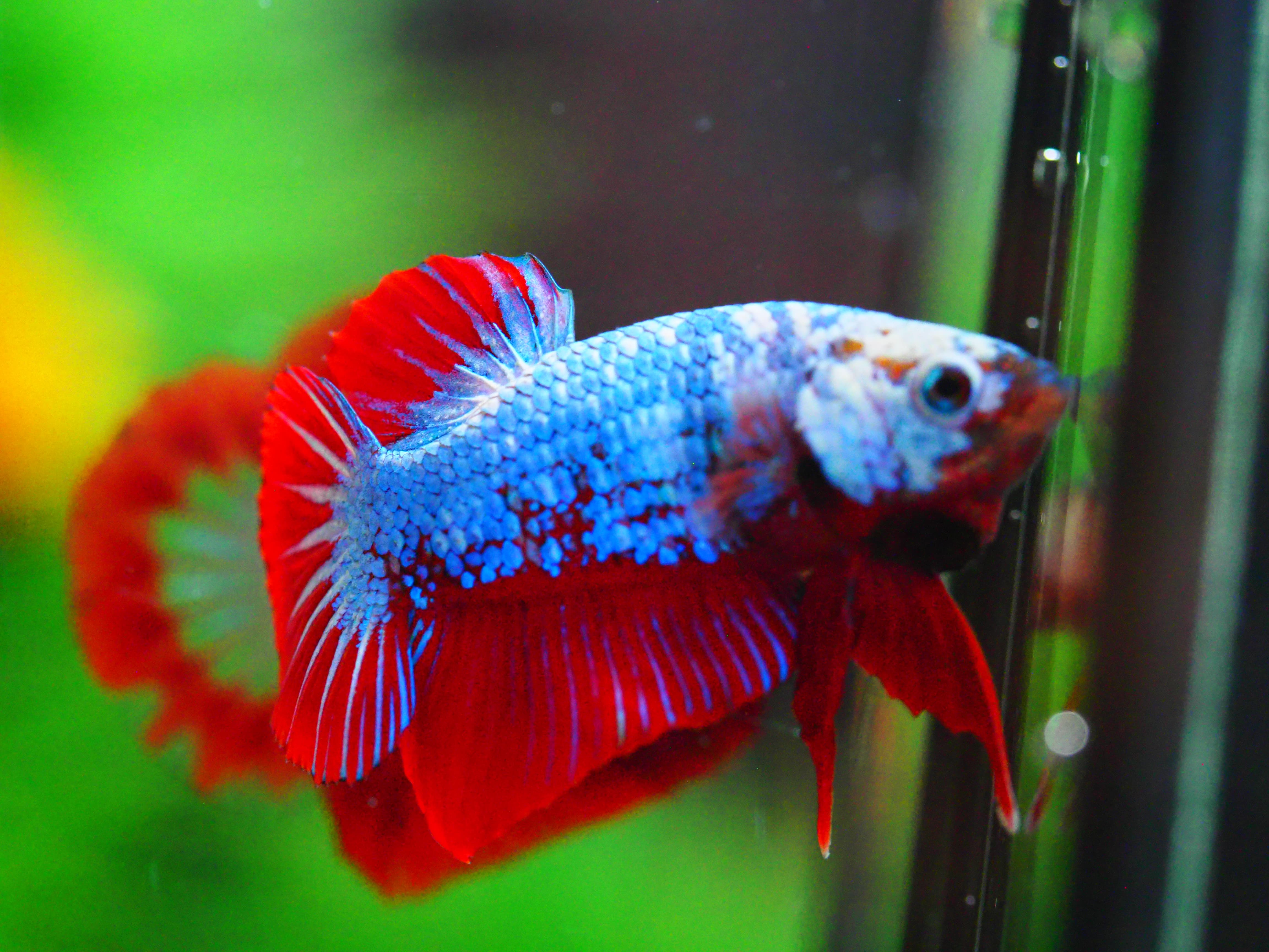 HMPK FANCY MALE GRADE A +++