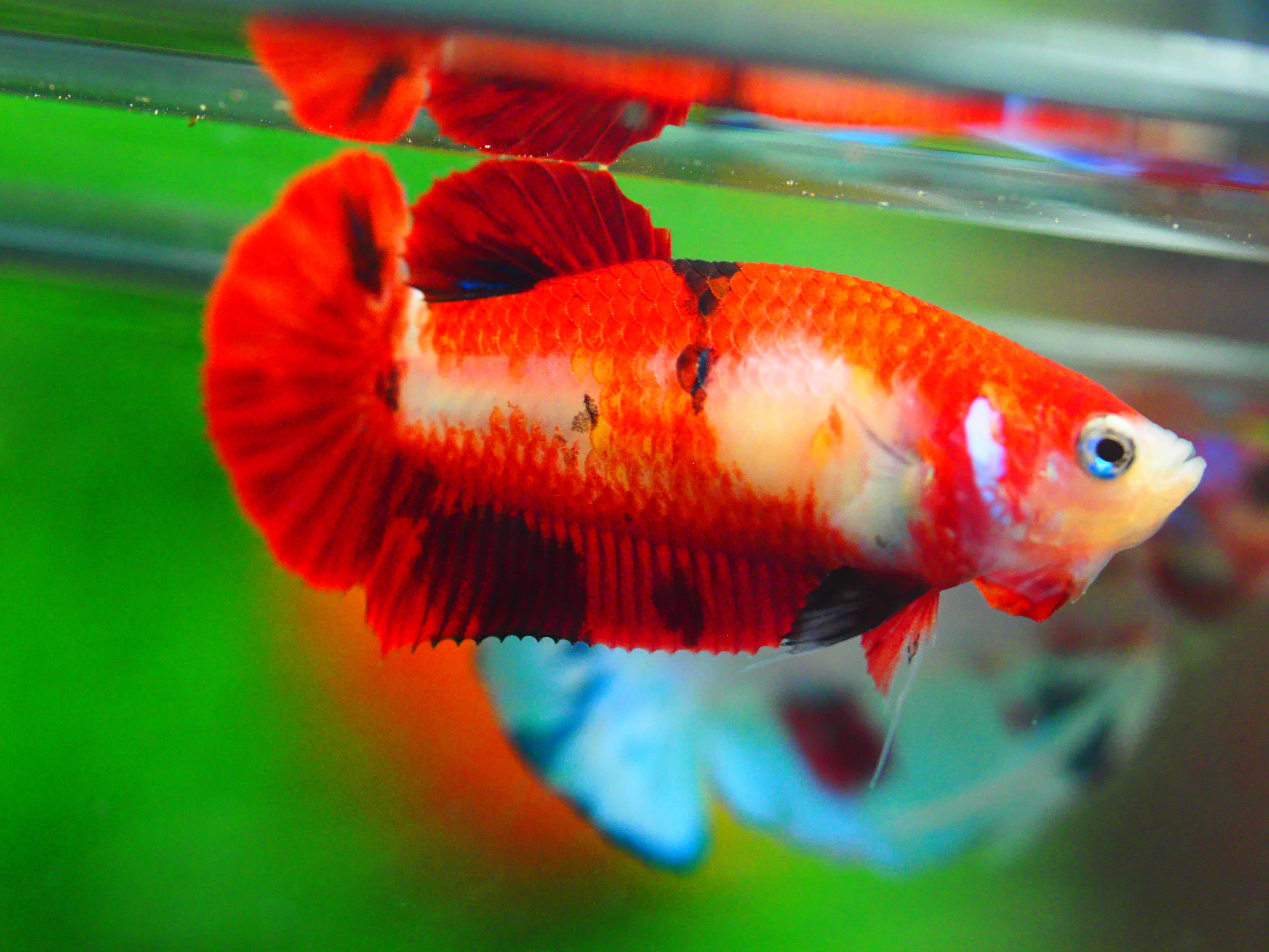 HMPK KOI GALAXY FNMALE GRADE A +++