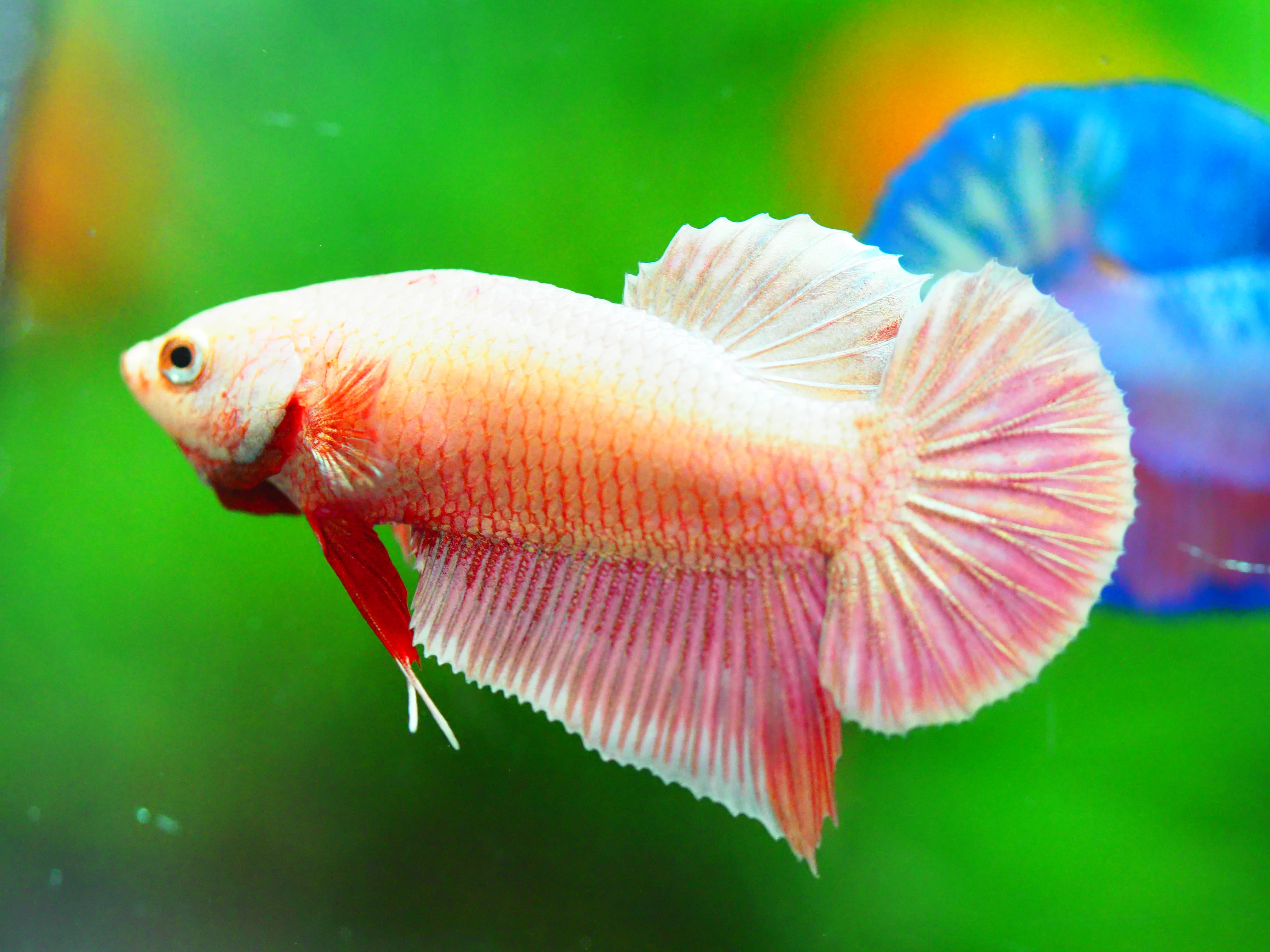 HMPK FANCY MALE GRADE A +++