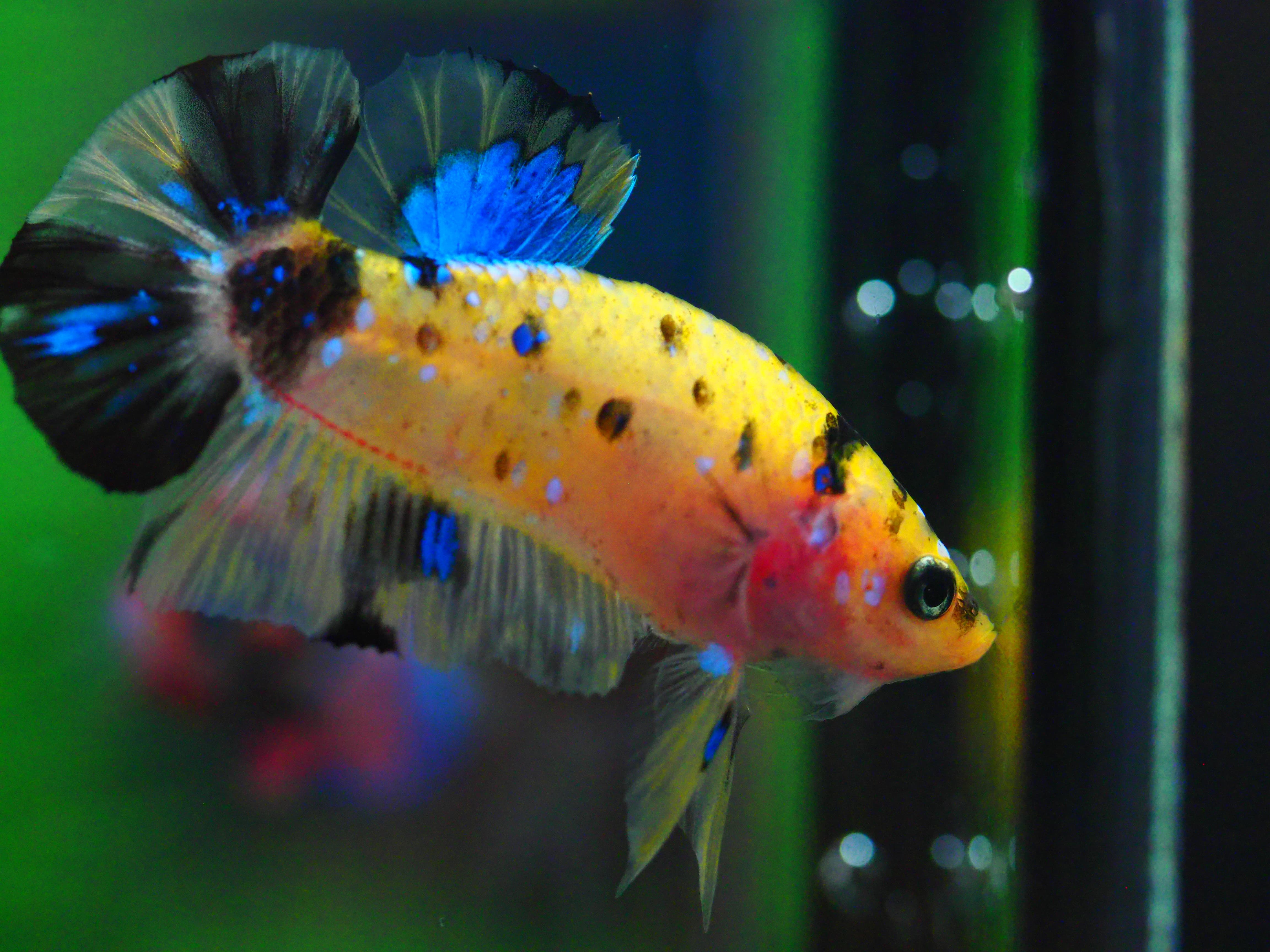 HMPK KOIYELLOW MALE GRADE A +++