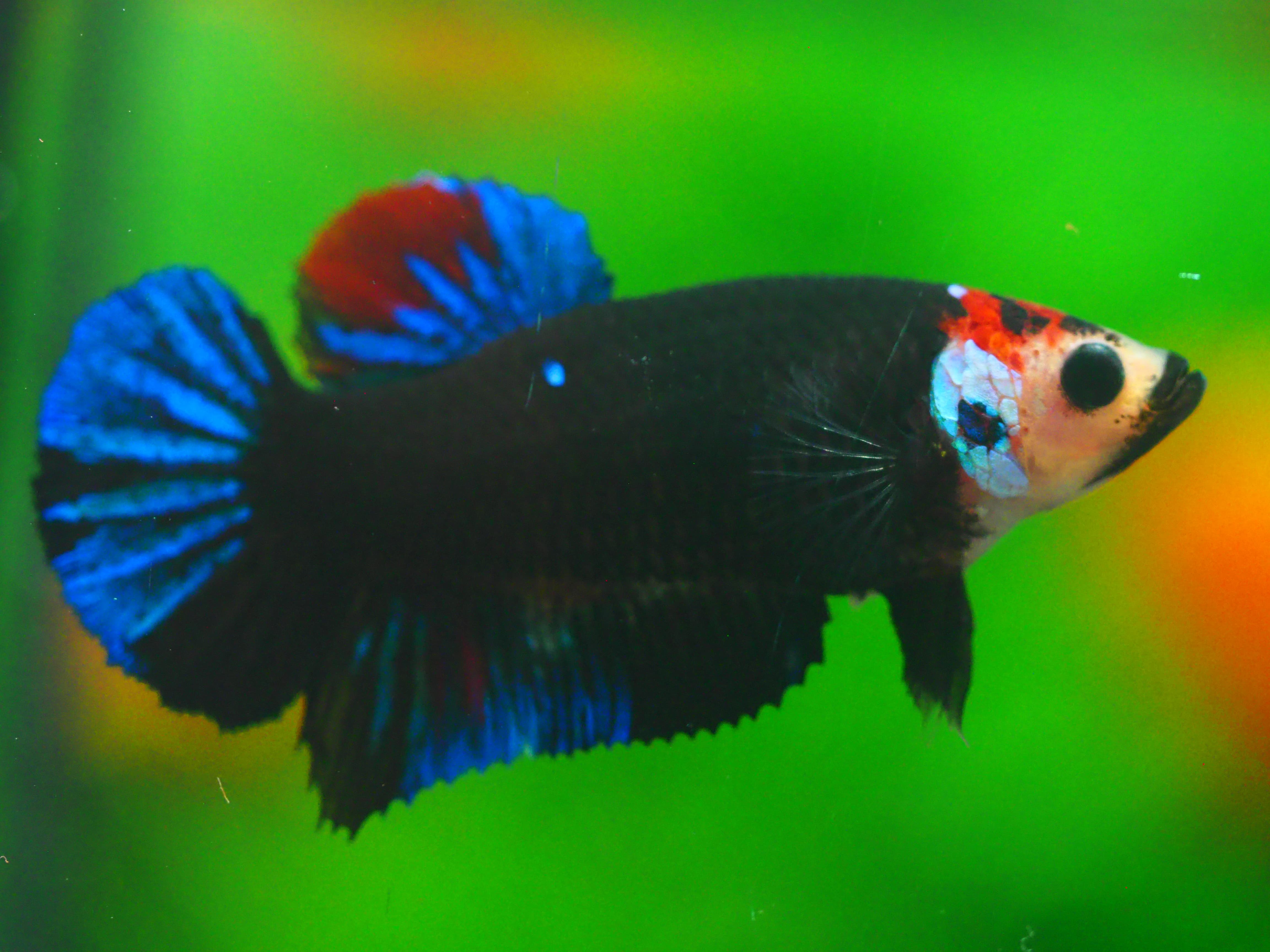 HMPK KOI GALAXY FNMALE GRADE A +++