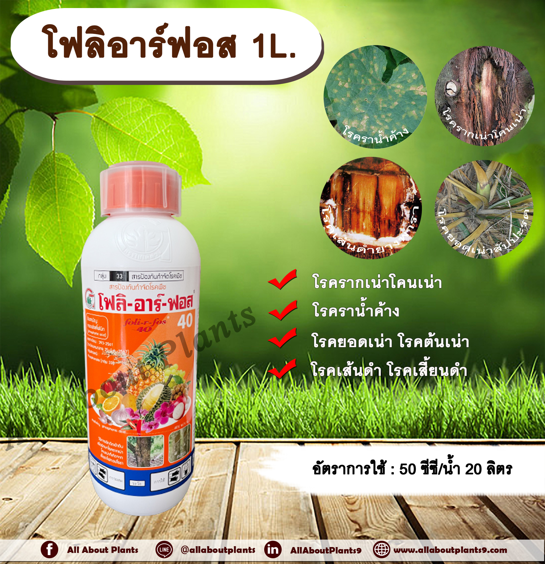โฟลิอาร์ฟอส 1L. กรดฟอสโฟนิก สารกำจัดเชื้อรา โรครากเน่าโคนเน่า โรคยอดเน่า โรคต้นเน่า โรคเส้นดำ โรคเสี้ยนดำ โรคพืช allaboutplants ชิ้น
