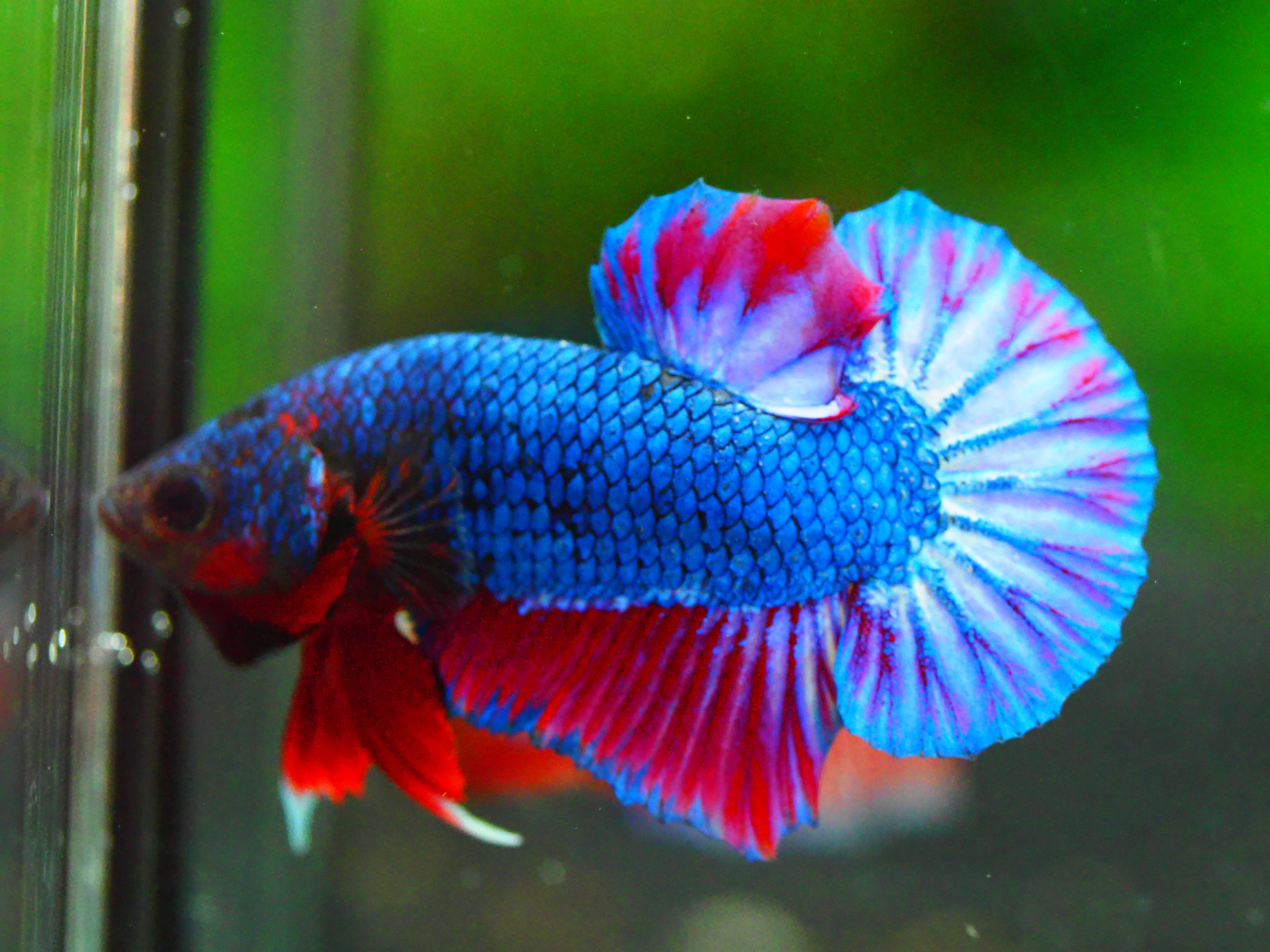 HMPK THAILAND MALE GRADE A +++