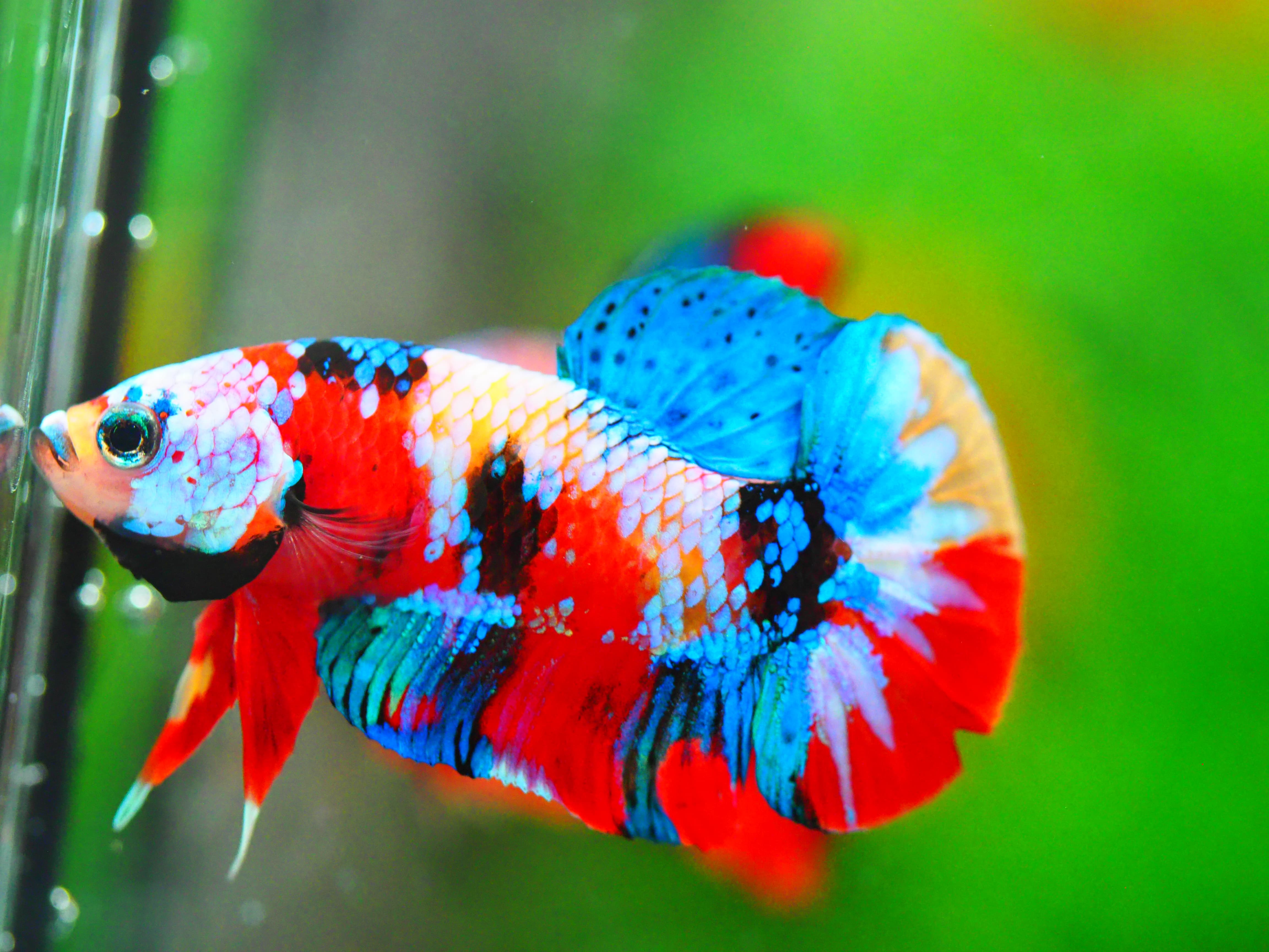 HMPK NEMO GALAXY MALE GRADE A +++