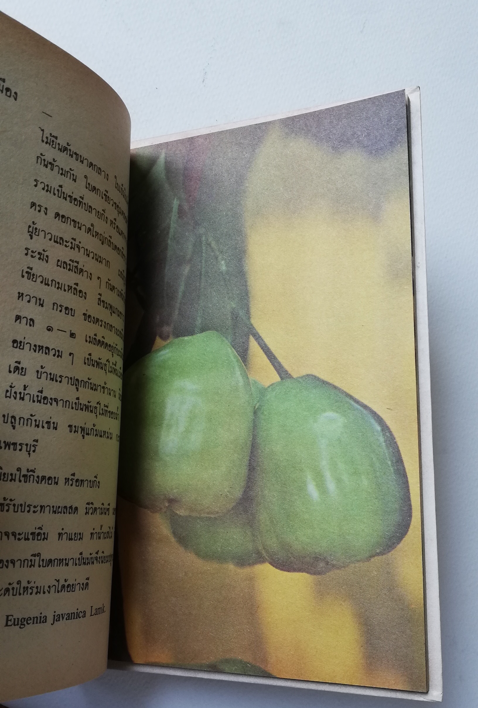 มีหลายภาพ, หนังสือชุดความรู้ไทยขององค์การค้าคุรุสภา "ผลไม้เมืองไทย" โดย ทวีศักดิ์ บุญเกิด พิมพ์ครั้งที่ 2 ปี 2527