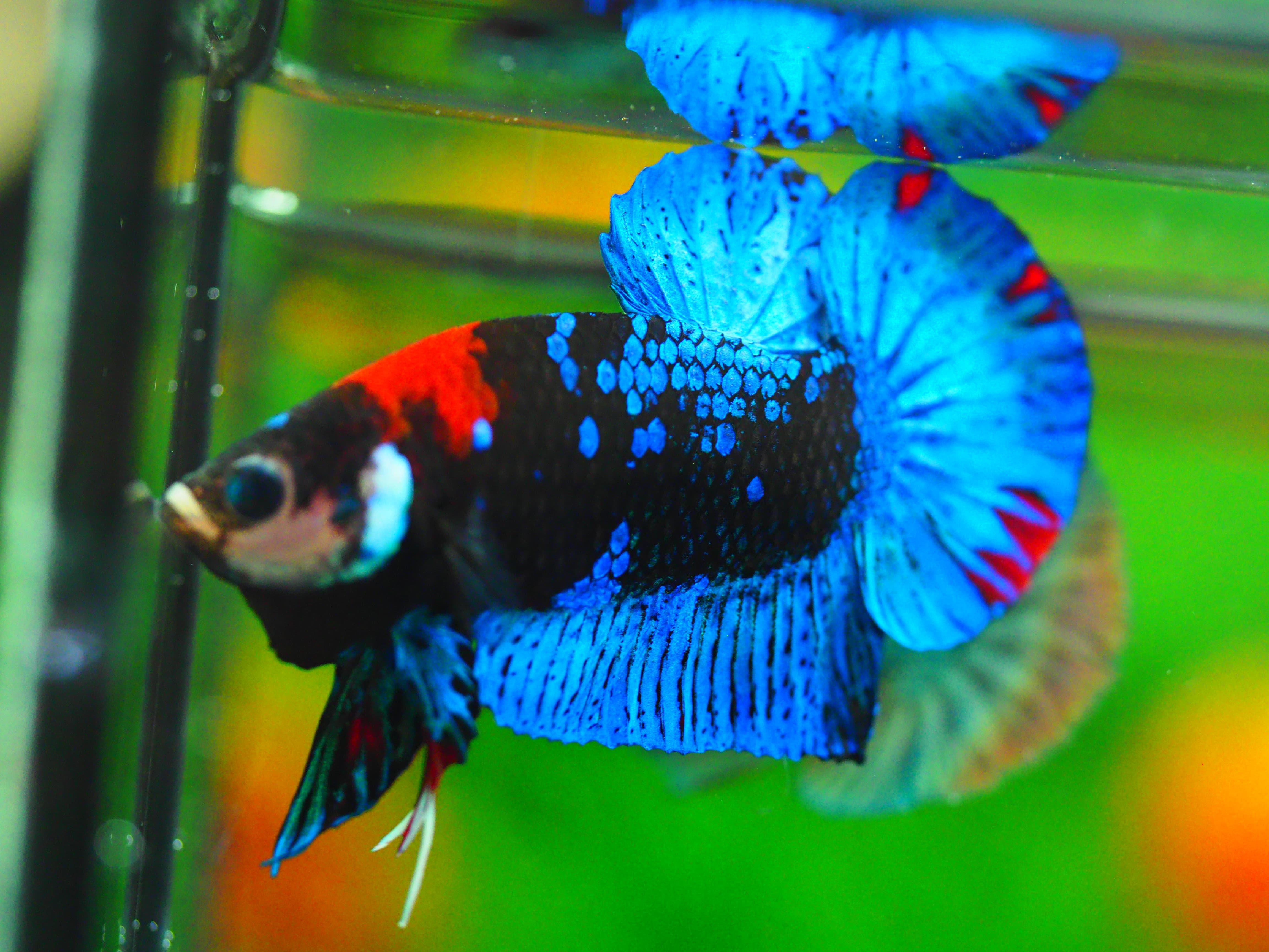 HMPK KOI GALAXY MALE GRADE A +++