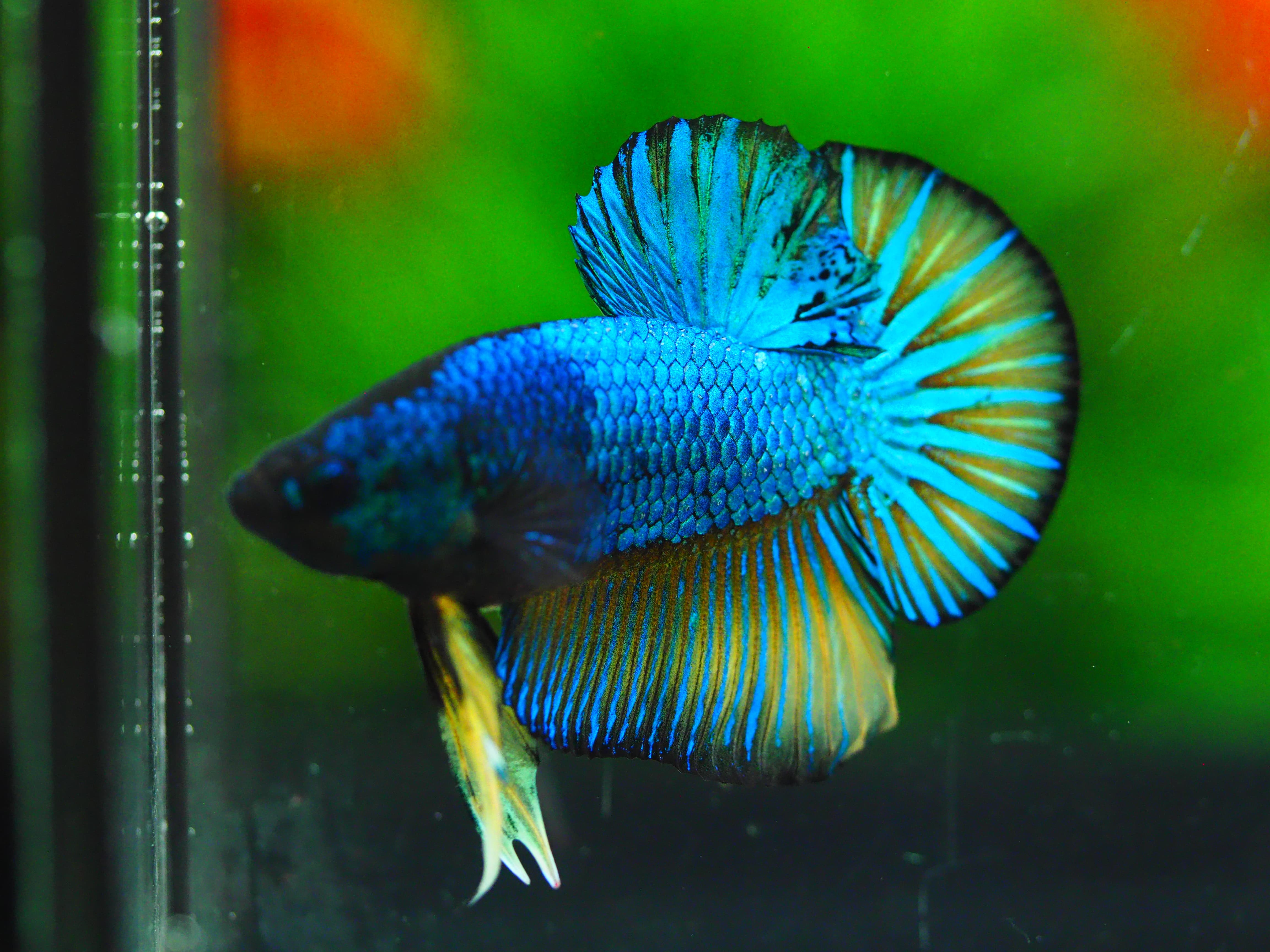 HMPK FANCY MALE GRADE A +++