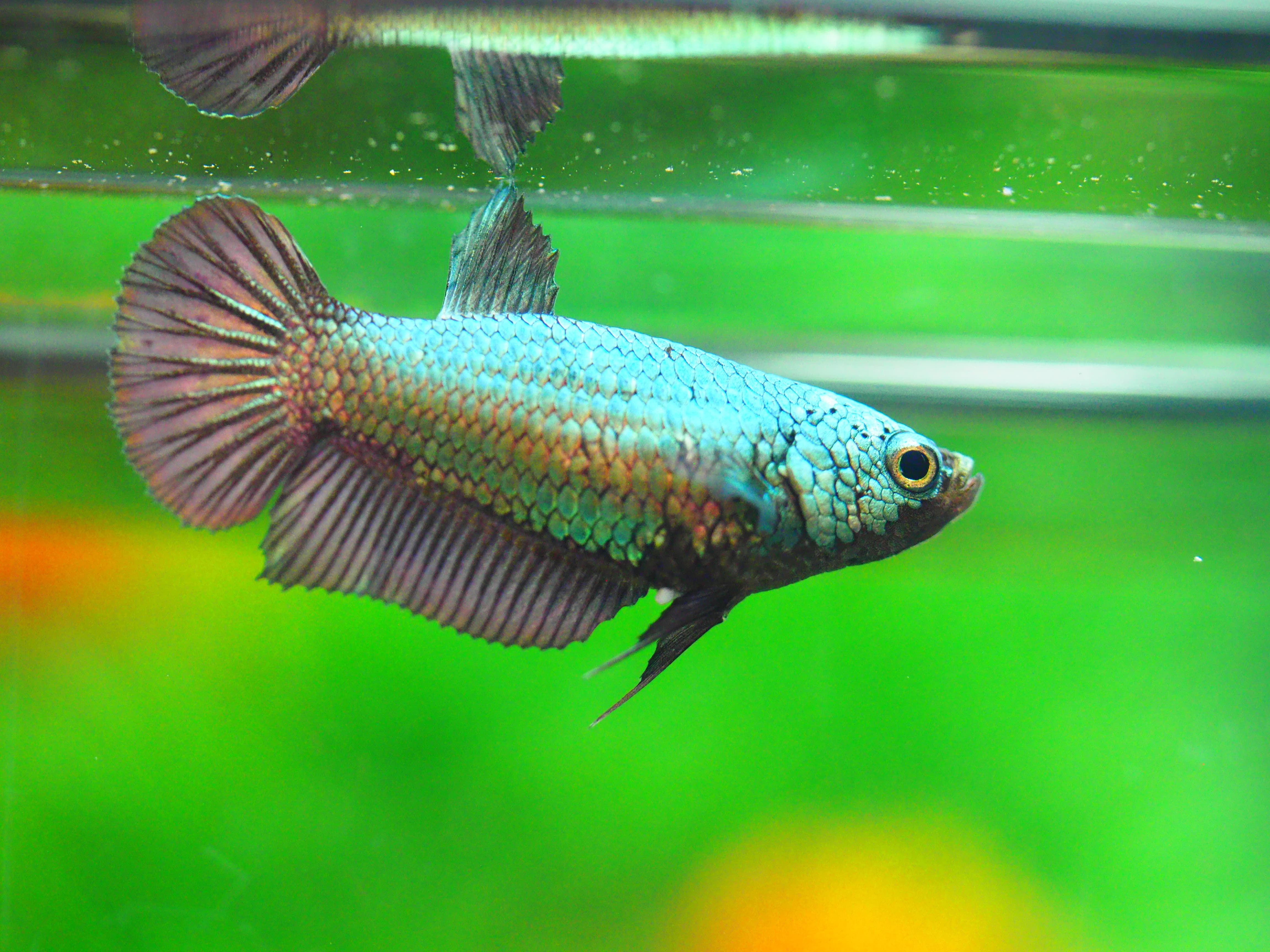 HMPK COPPER FEMALE GRADE A +++