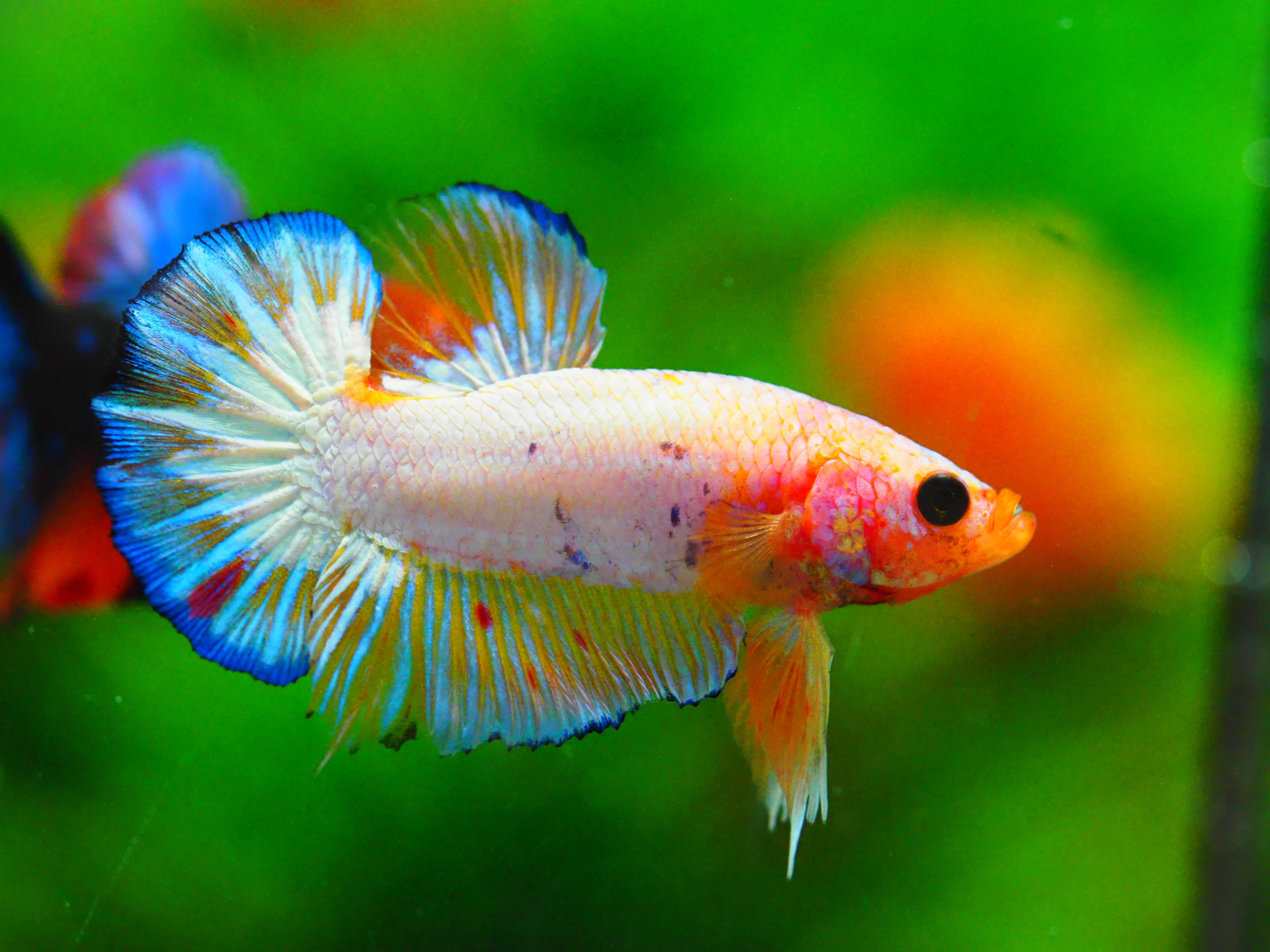 HMPK FANCY MALE GRADE A +++