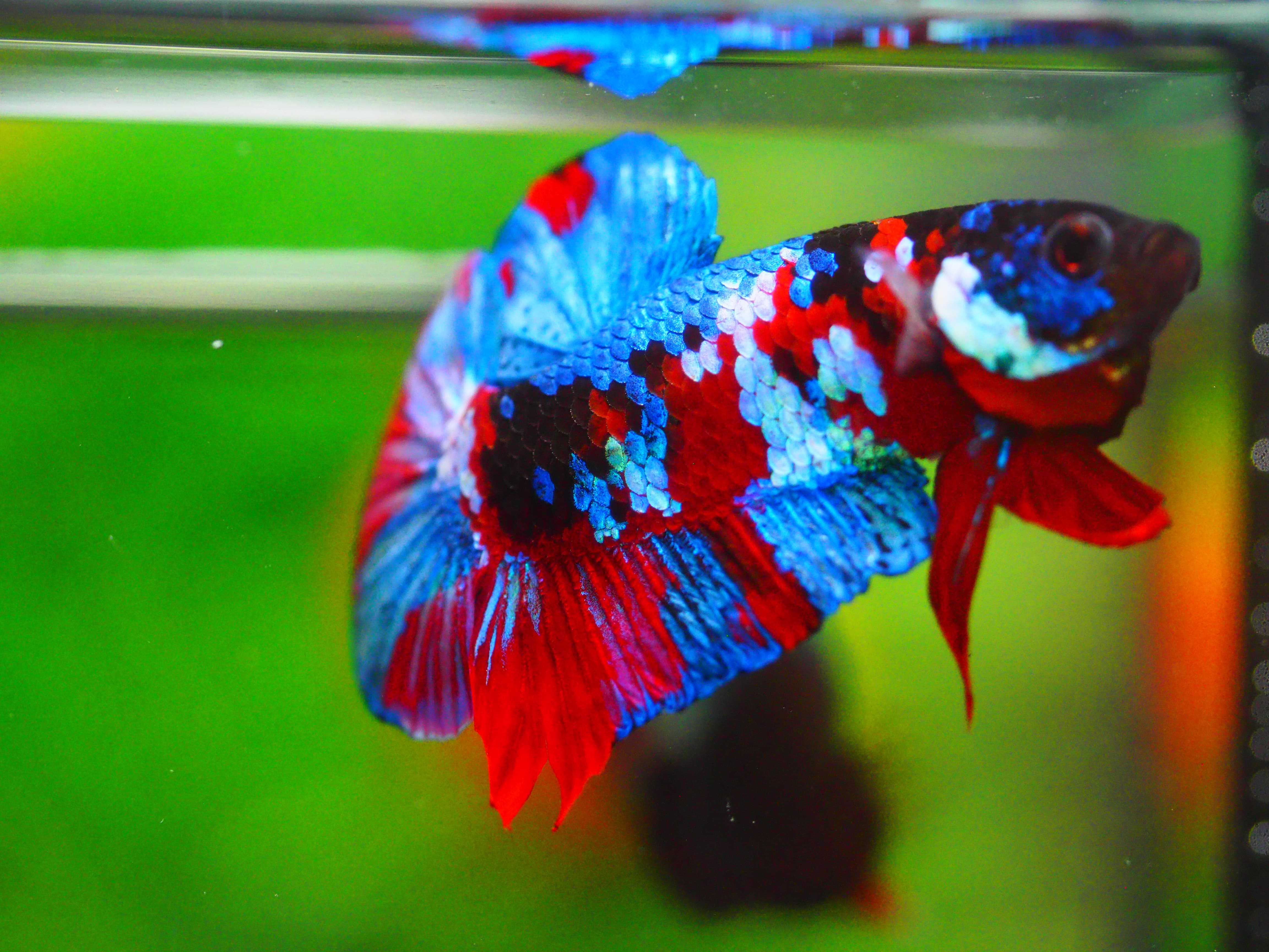 HMPK KOI GALAXY MALE GRADE A +++