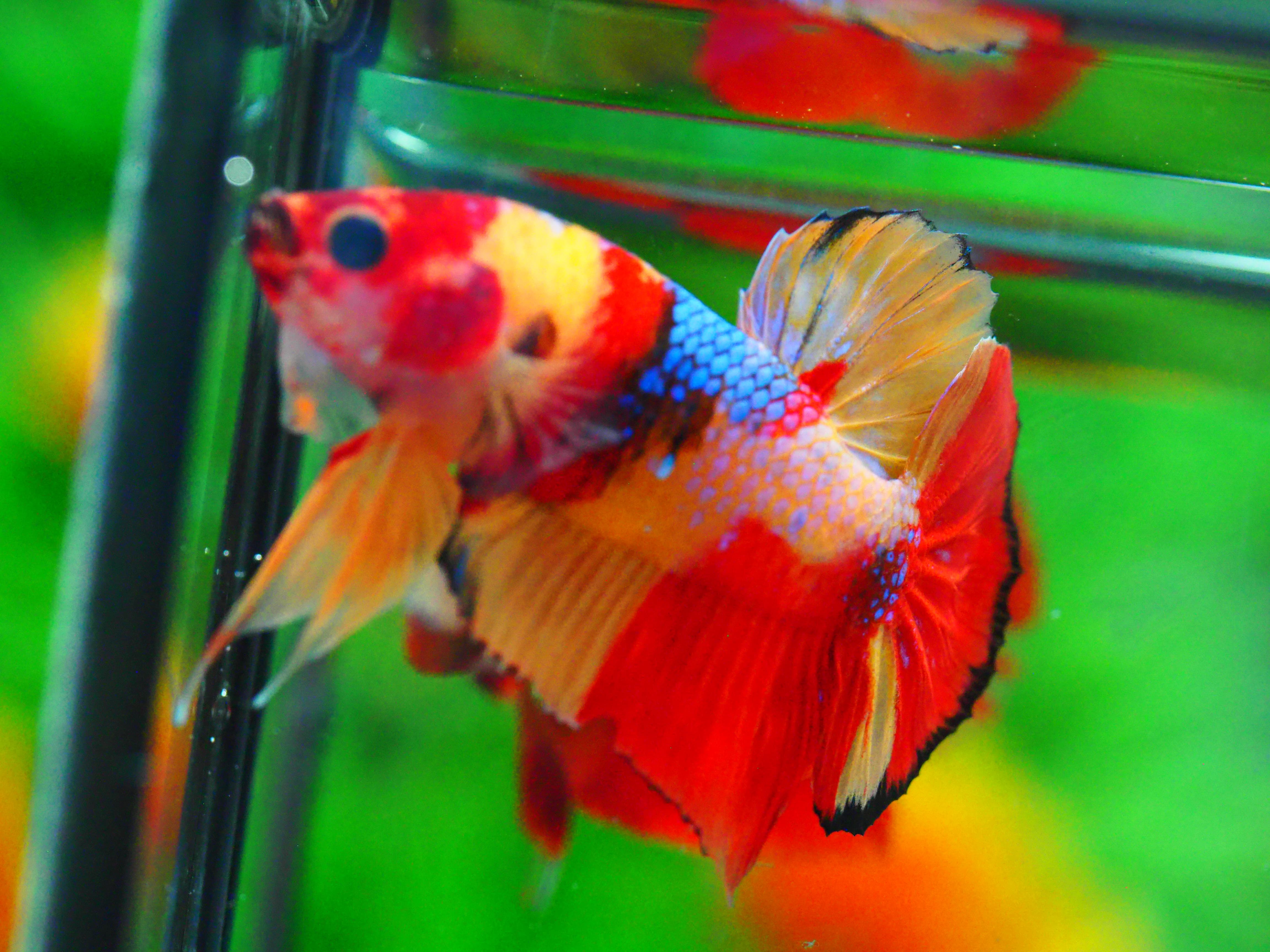 HMPK NEMO MALE GRADE A +++