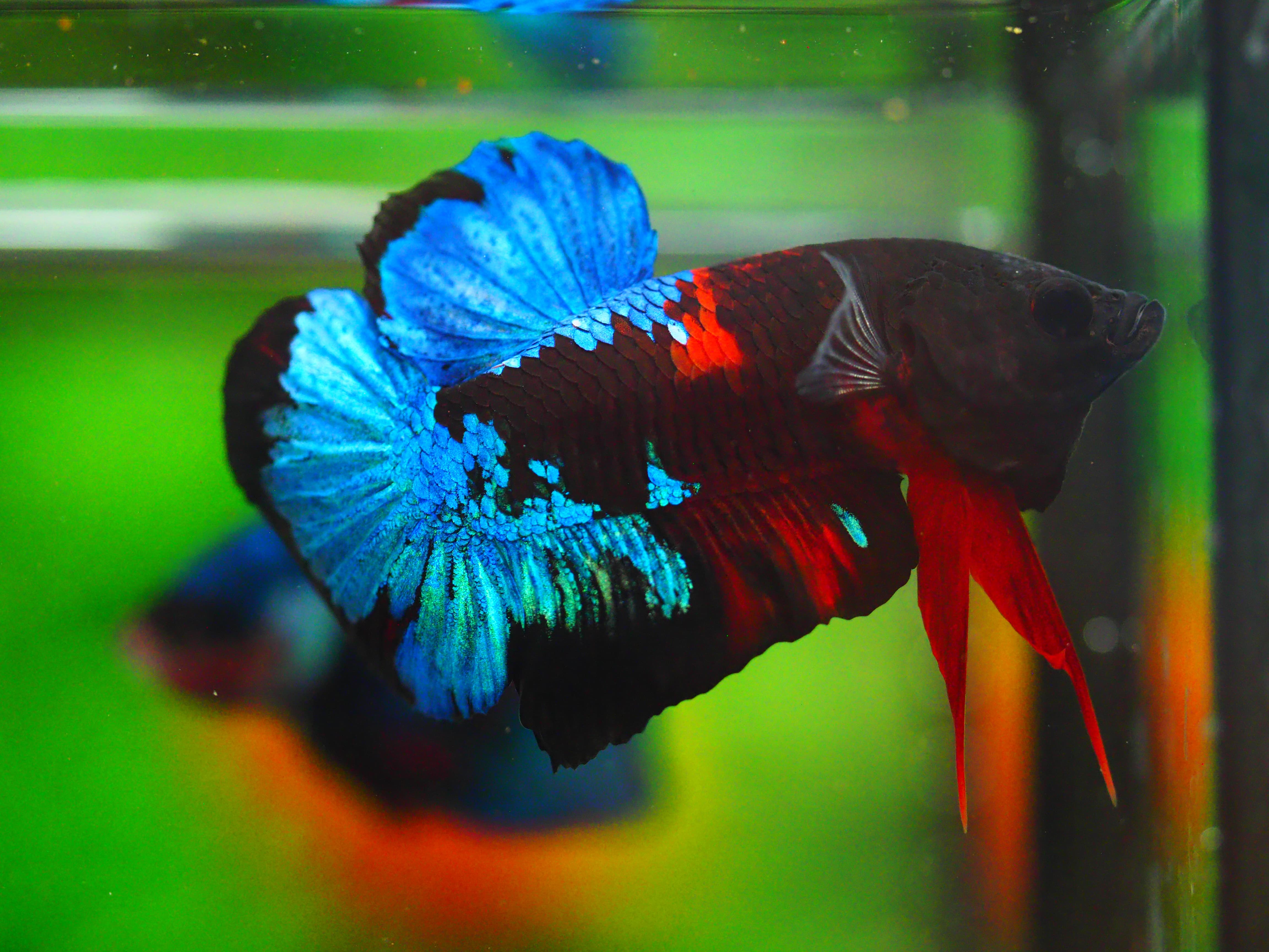 HMPK KOI GALAXY MALE GRADE A +++