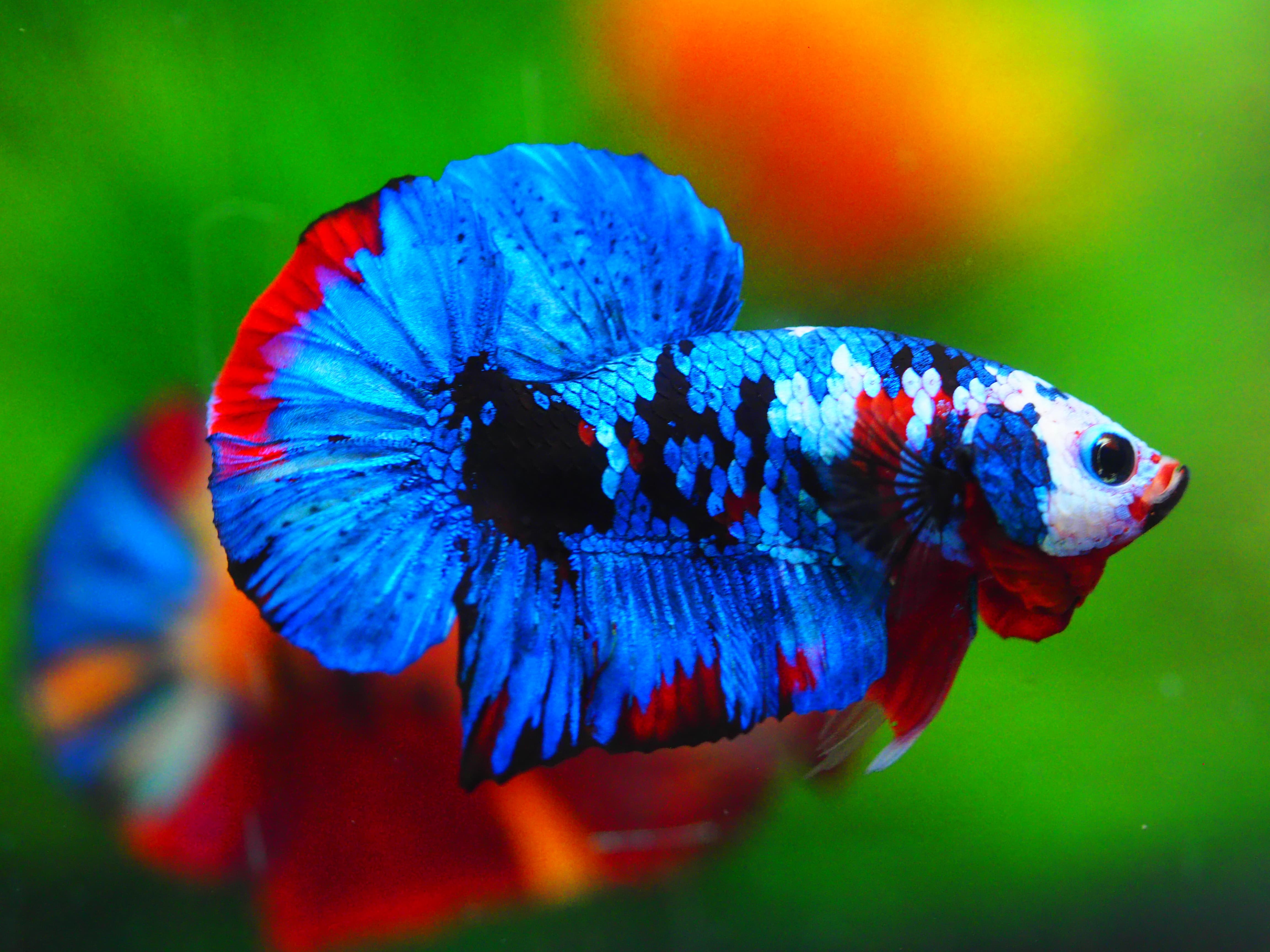 HMPK KOI GALAXY MALE GRADE A +++