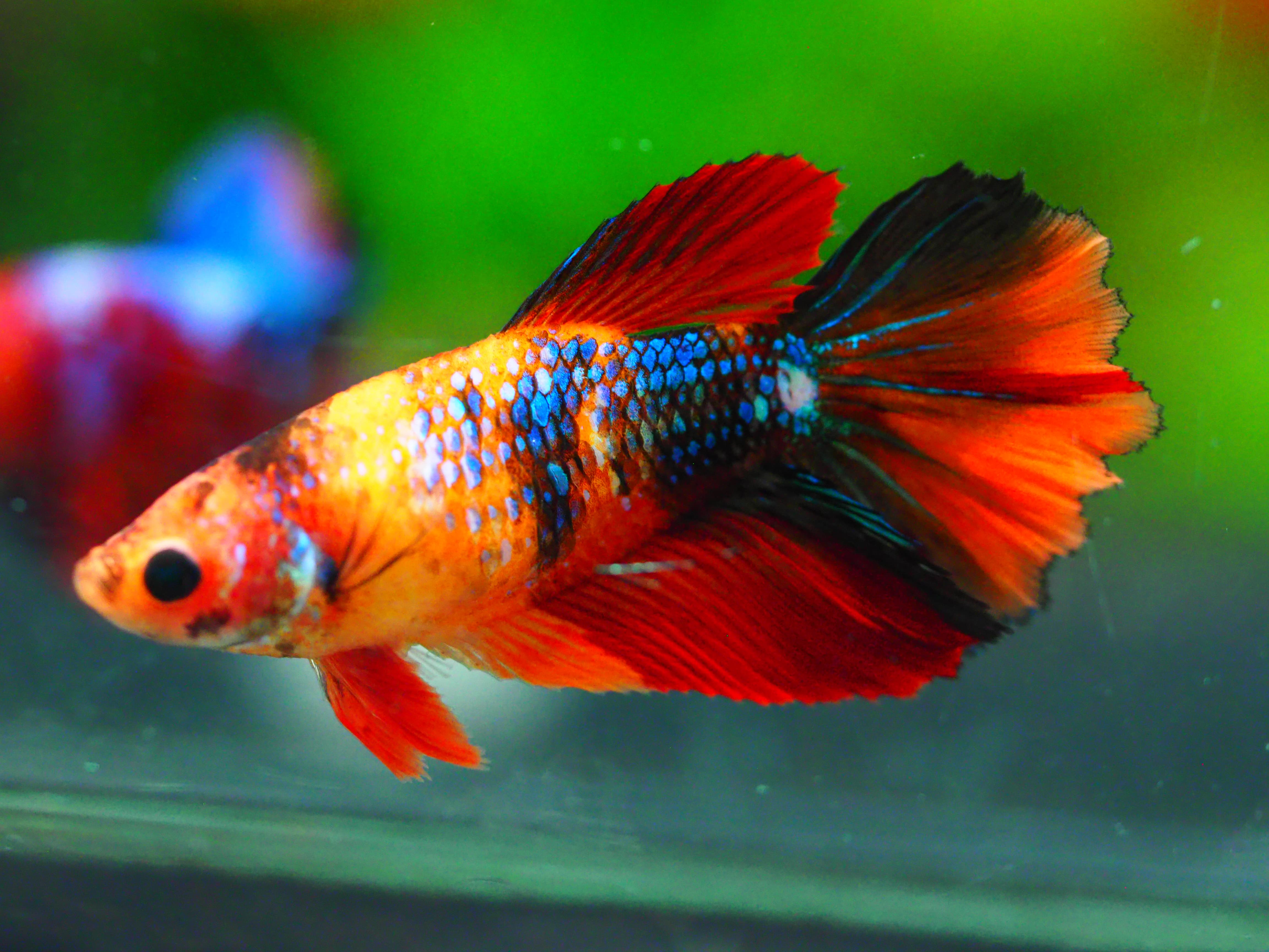 HM NEMO GALAXY FNMALE GRADE A +++