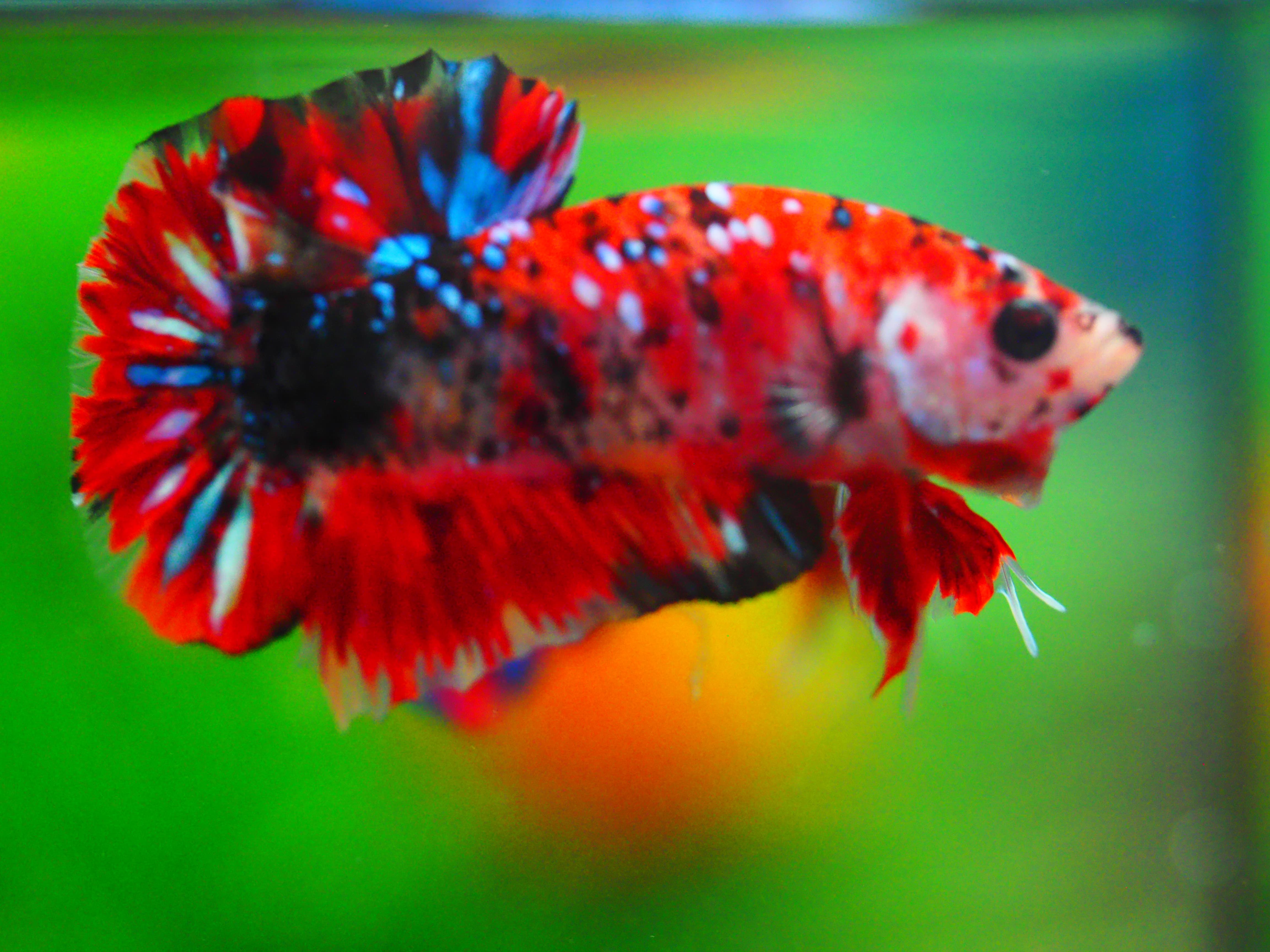 HMPK KOI GALAXY MALE GRADE A +++