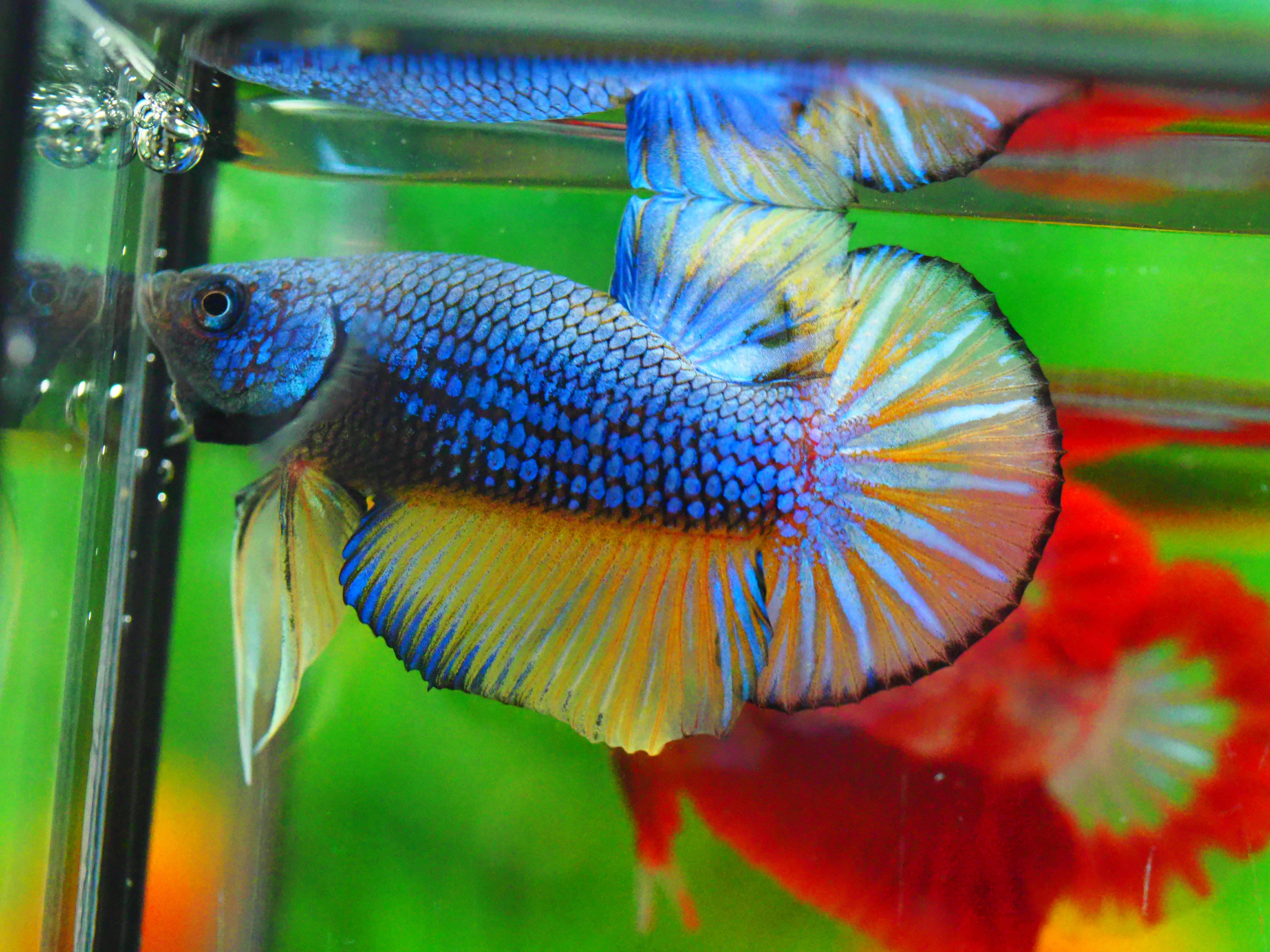 HMPK FANCY MALE GRADE A +++