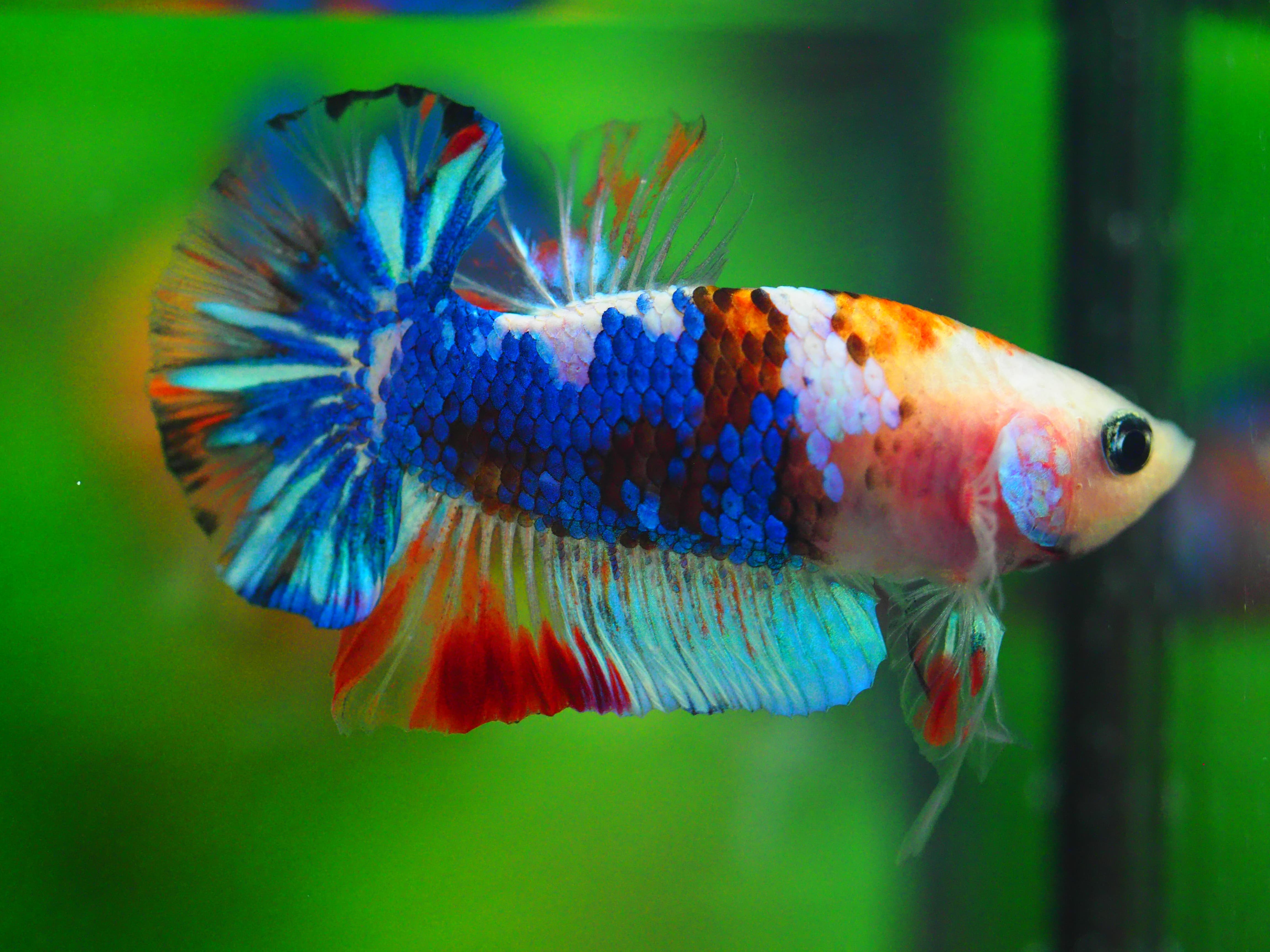 HMPK KOI GALAXY MALE GRADE A++