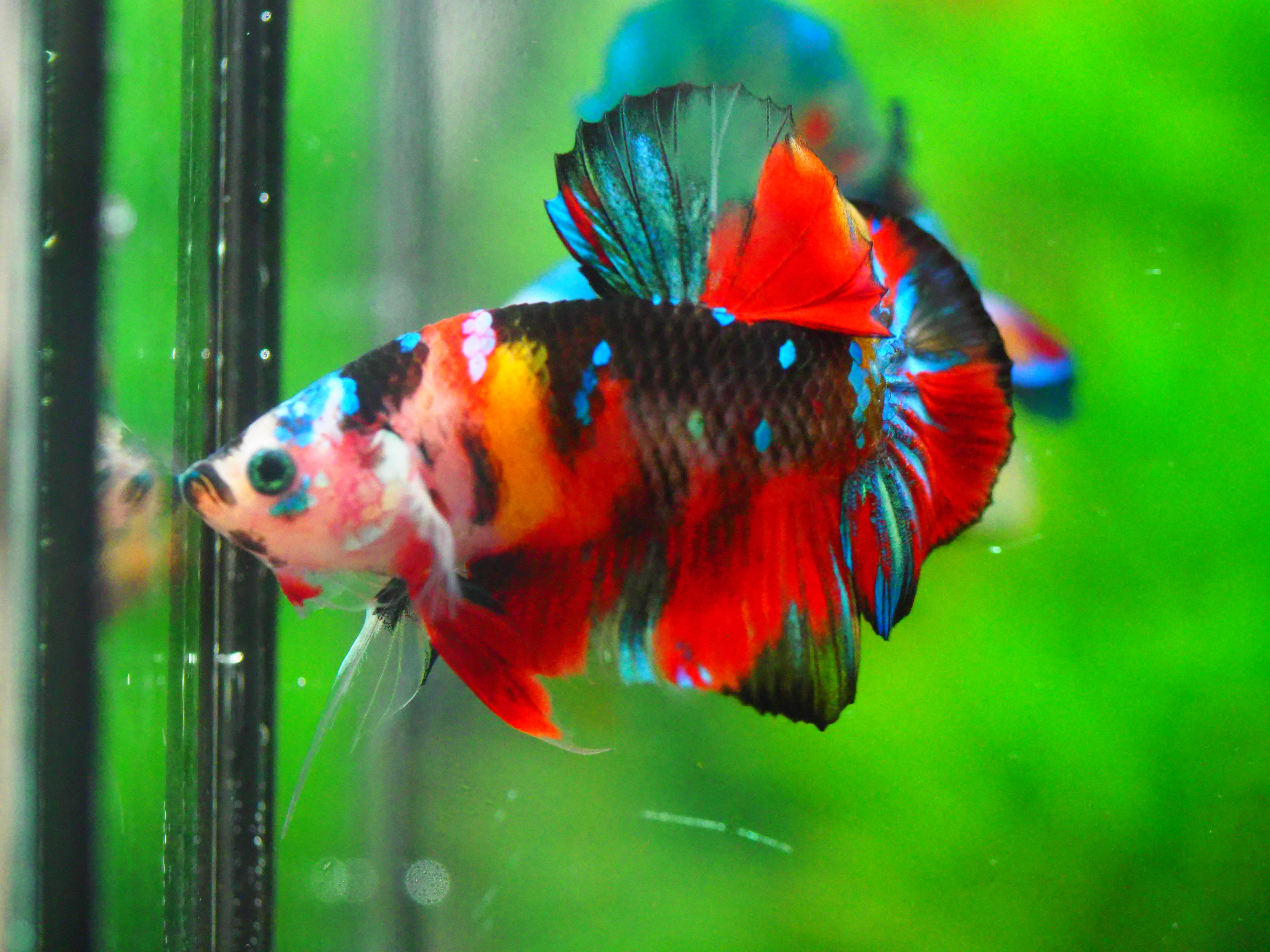 HMPK KOI GALAXY MALE GRADE A +++